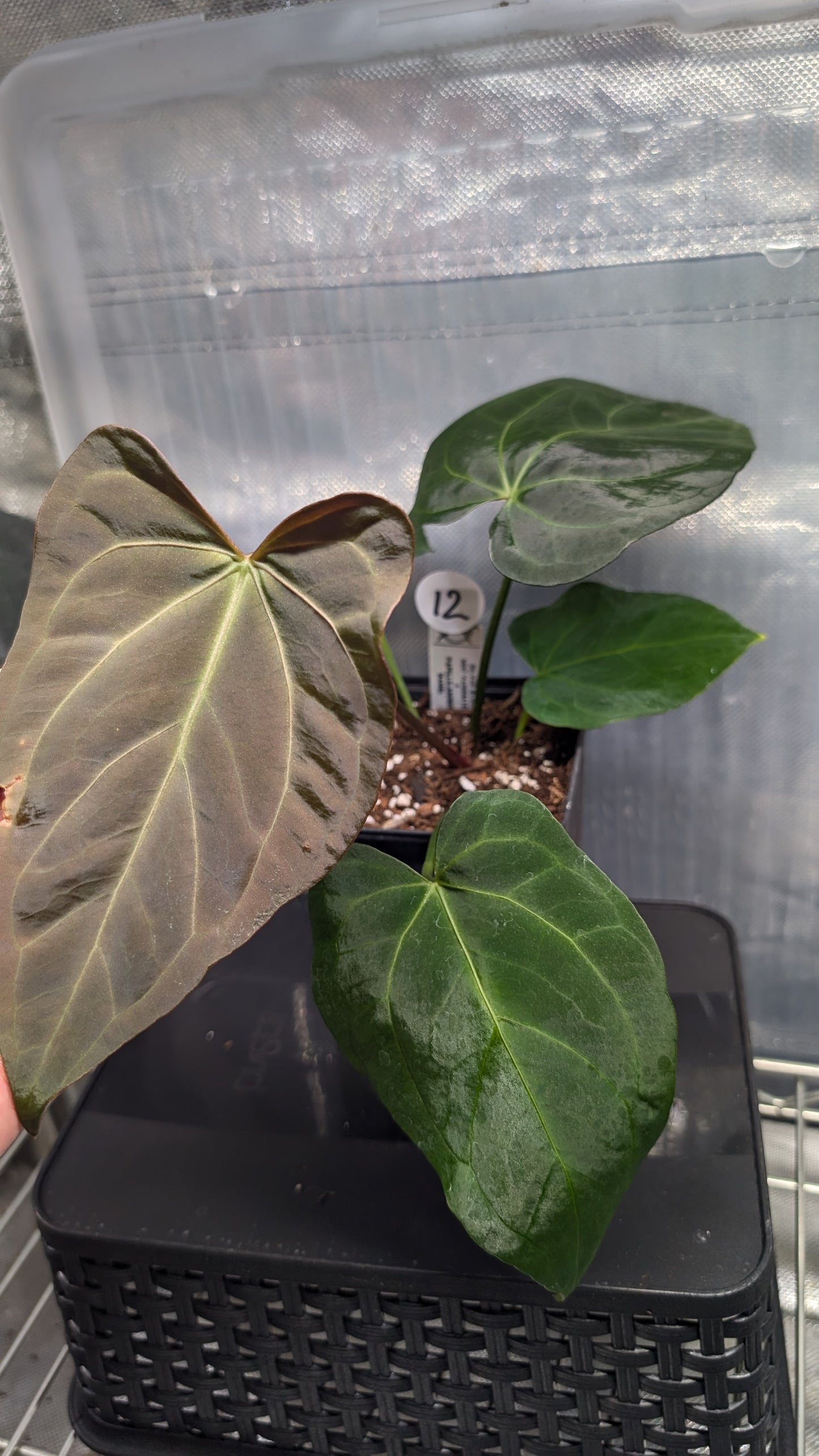 Anthurium Silver Blush Mint variegated x Papillilaminum 'Daniel'