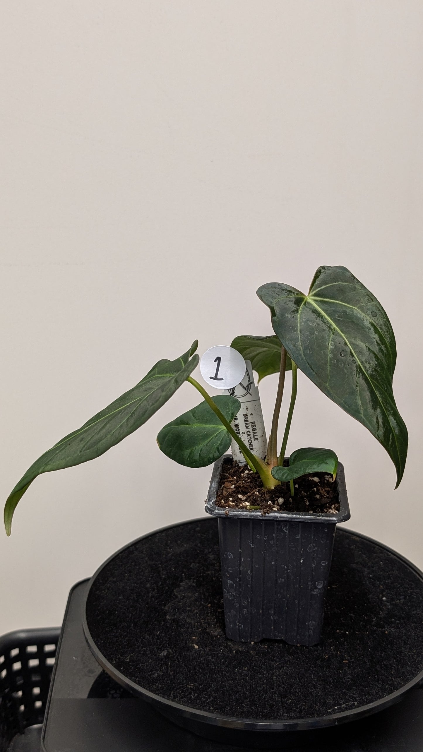 Anthurium Regale 'Dream Catcher' x Mr. Worldwide