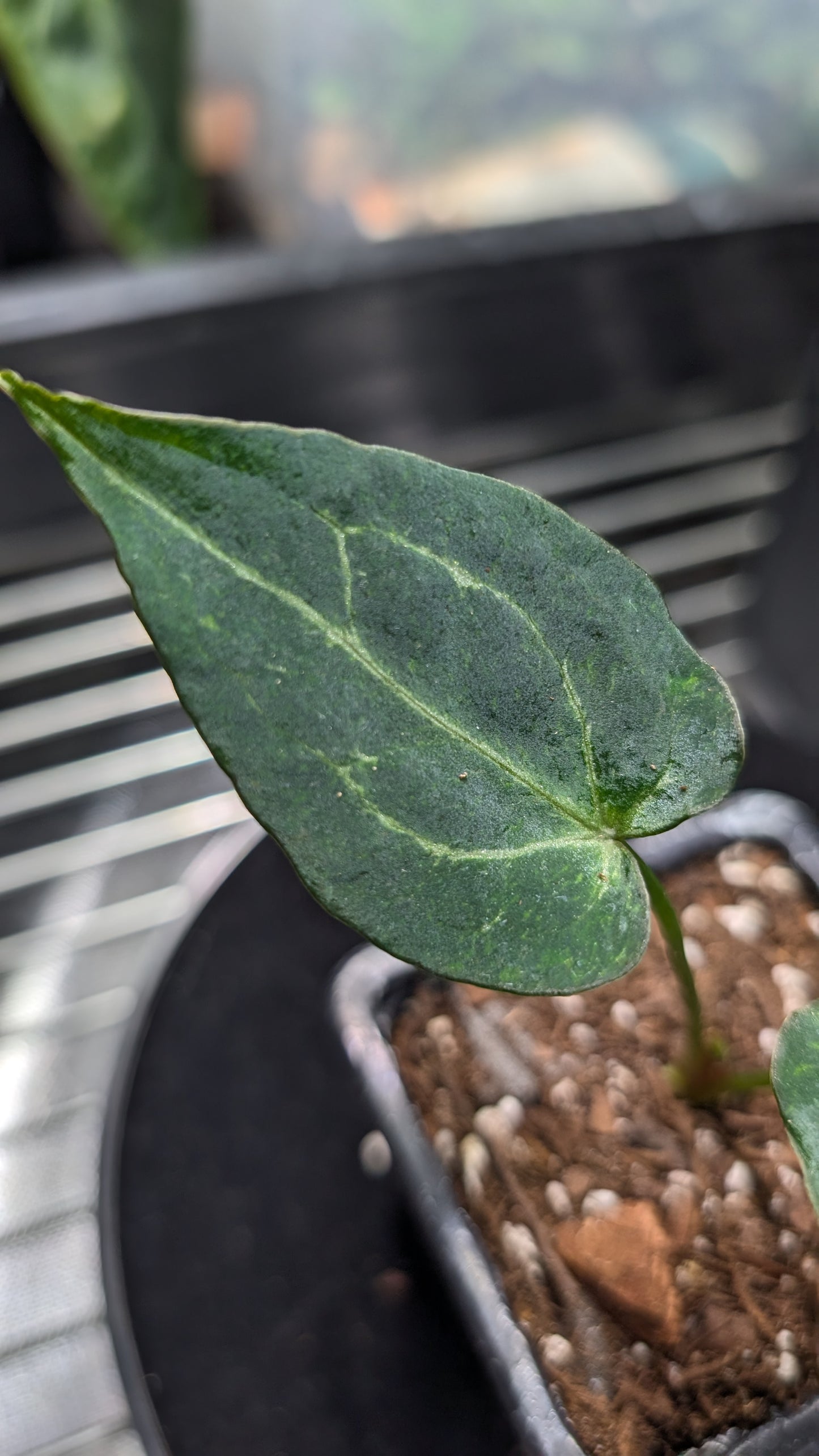 Anthurium Ace of Spagetii F2 (Ace of Spades x Forgetii) F2