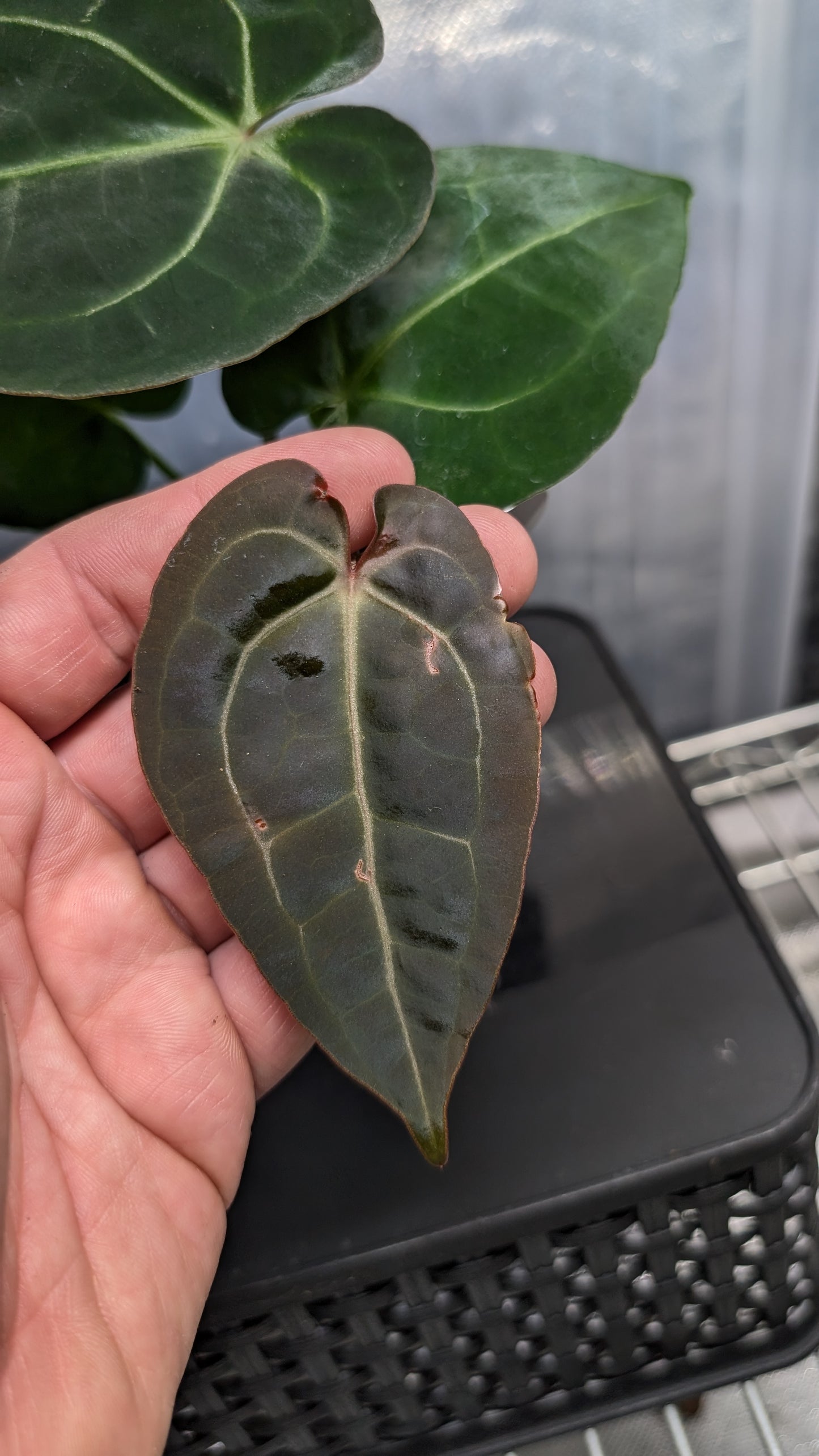 Anthurium Doc Block Zara x Michelle 'selected dark form' x Forgetii Dark