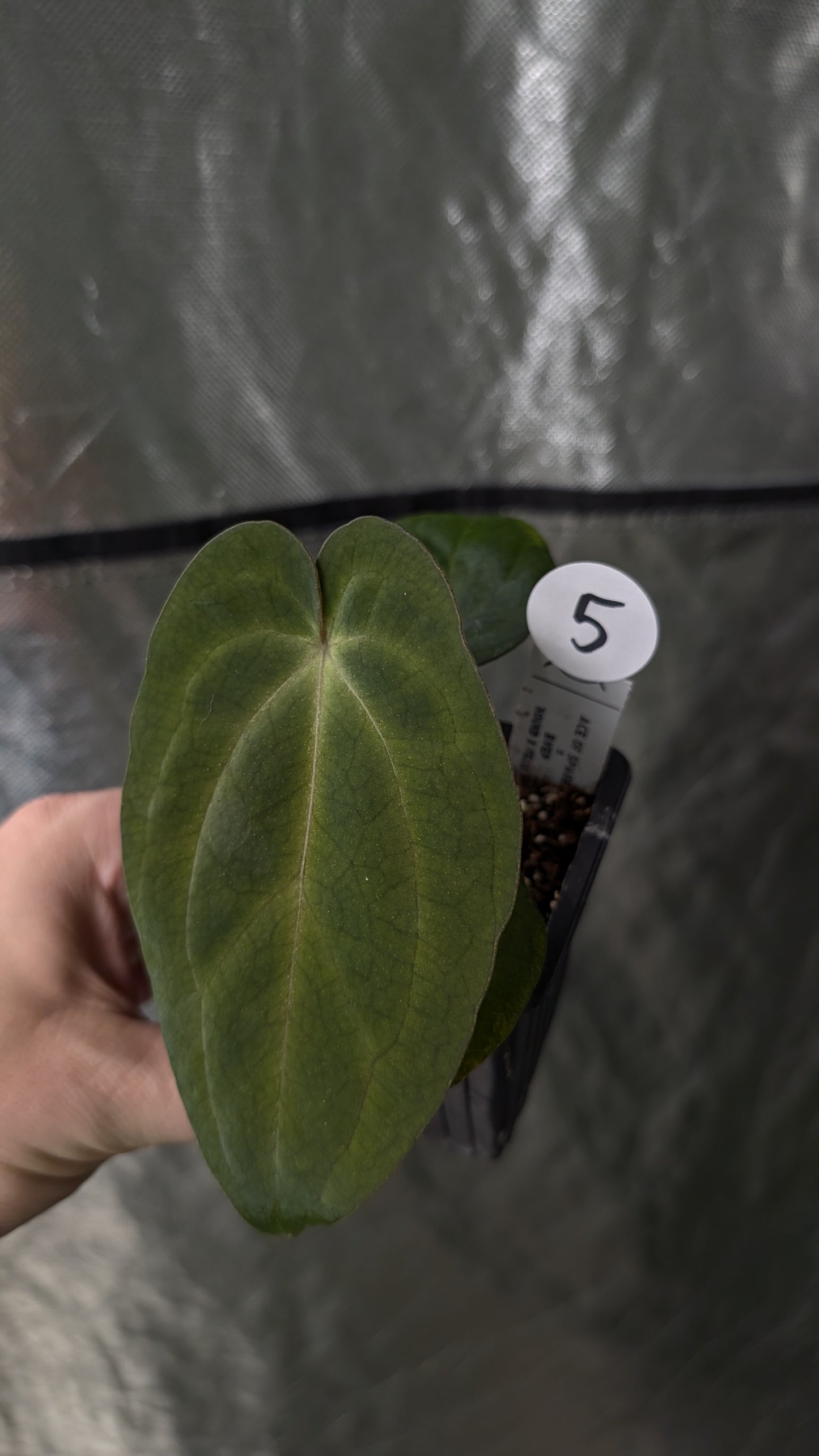 Anthurium Ace of Spagetii x BVEP 'Round x Felix'