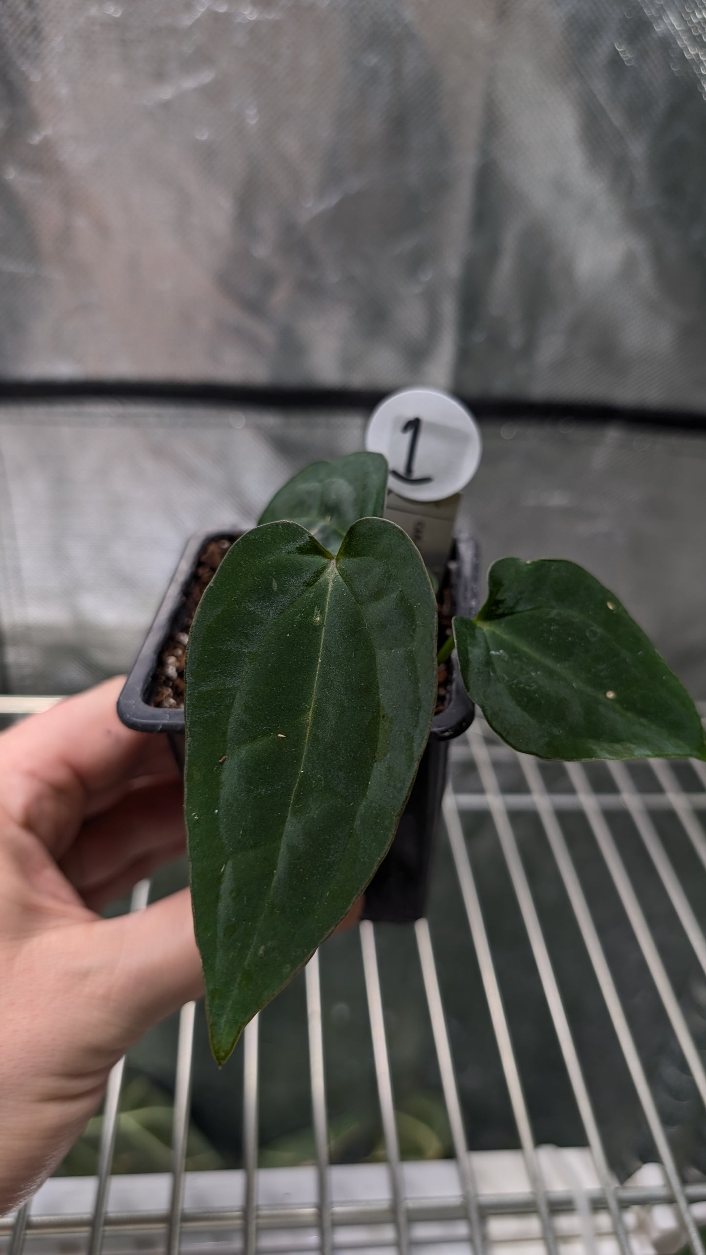 Anthurium (Carlablackiae x Dressleri Rio Guanche) X 'Ace of Spagetii'