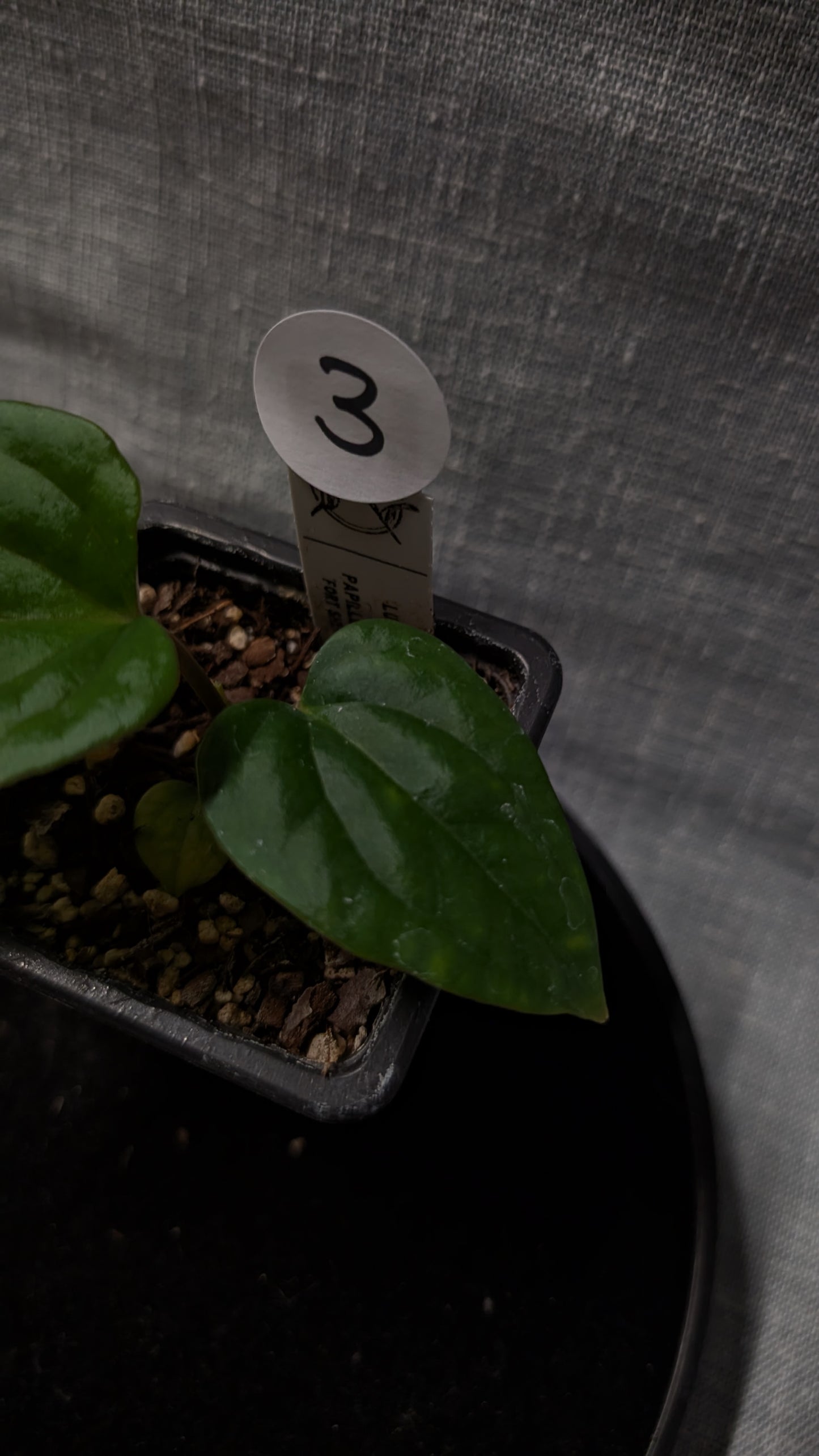 Anthurium Luxurians x Papillilaminum 'Fort Sherman'