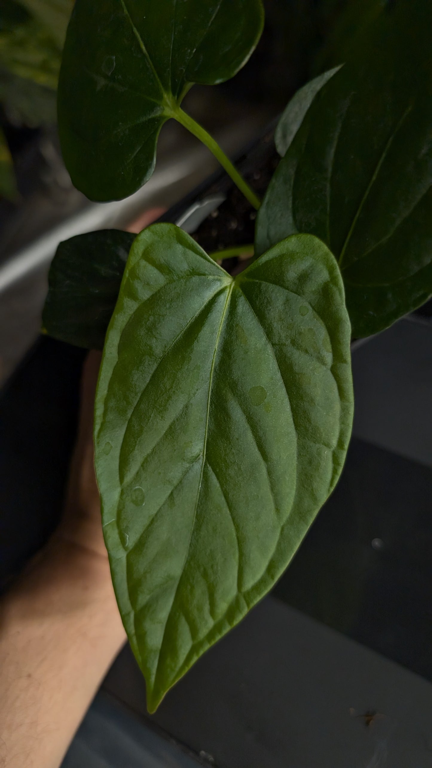 Anthurium Mr Worldwide x Debile (also sometimes called Debilis)