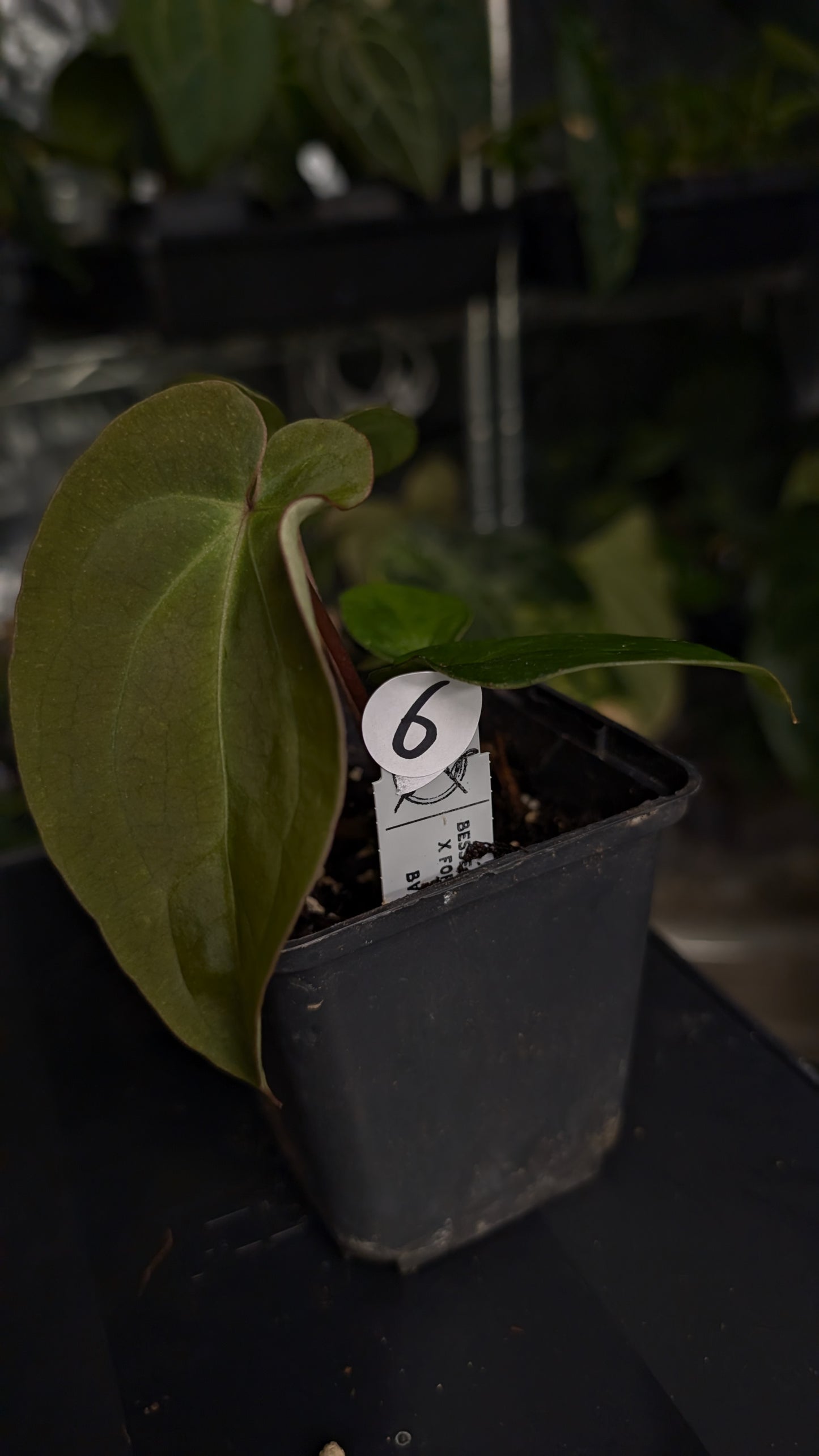 Anthurium [Besseae aff. x Forgetii dark] x BVEP Round x Felix