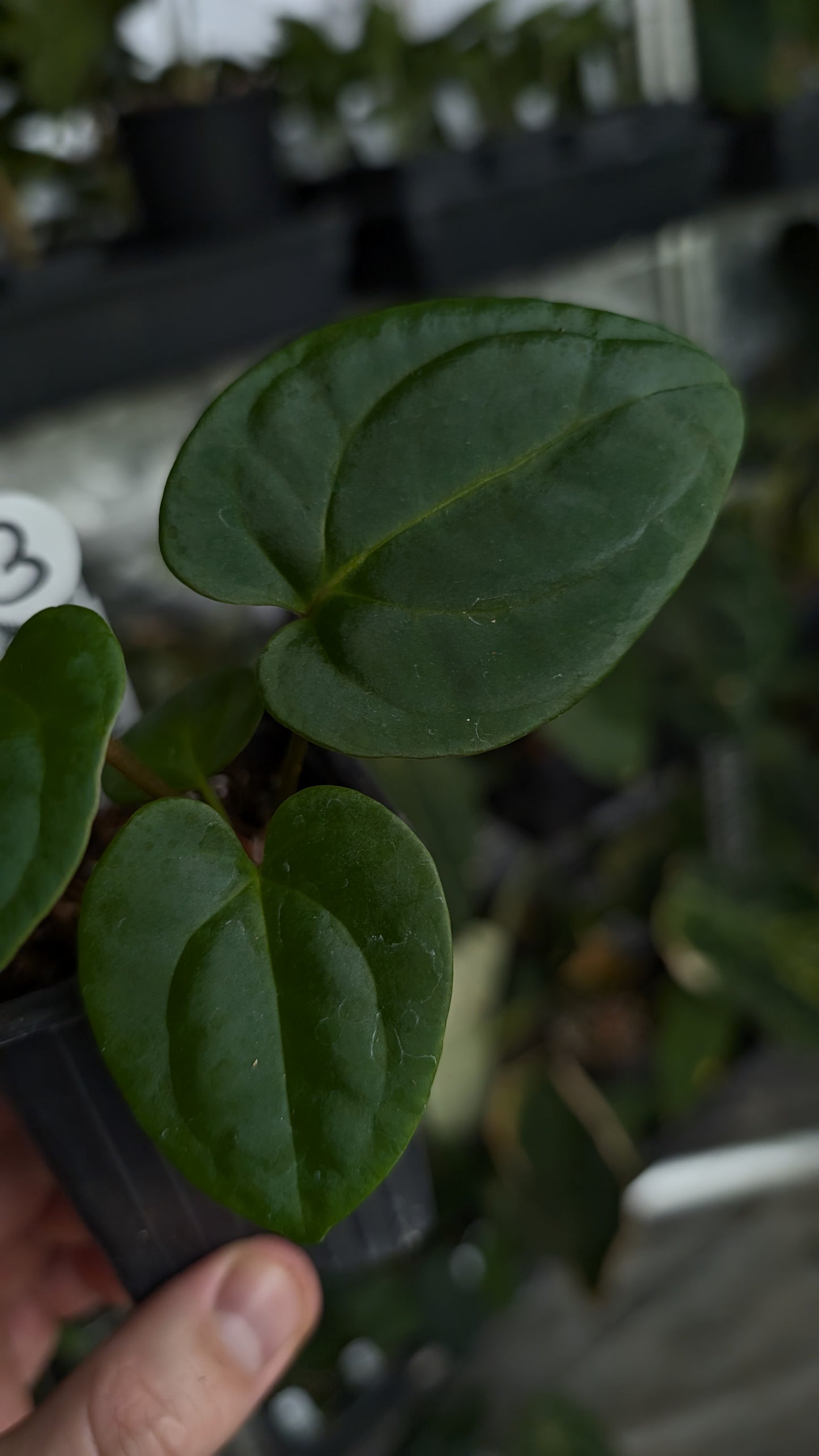Anthurium Besseae aff 'Black Pillow' x Papillilaminum 'Fort Sherman'