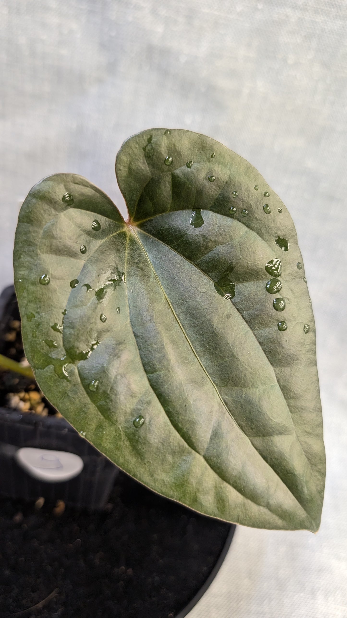 Anthurium Luxurians x Papillilaminum 'Fort Sherman'