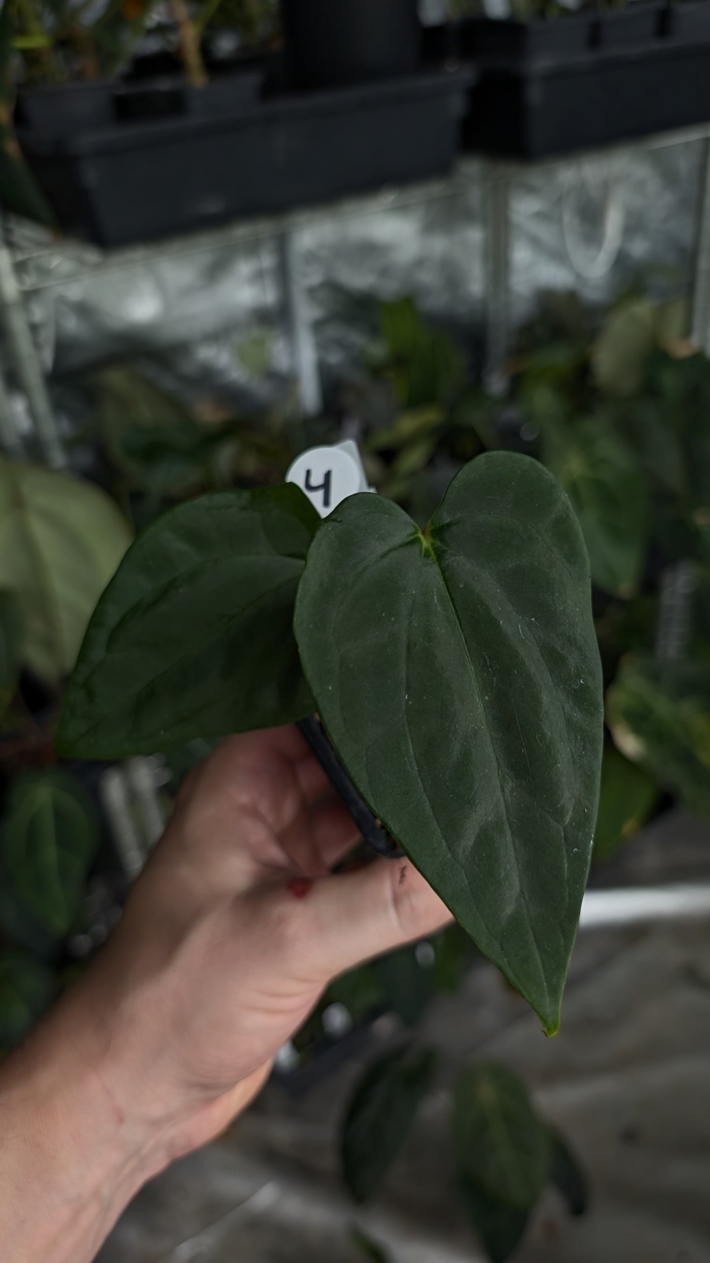 Anthurium Besseae aff 'Black Pillow' x Papillilaminum 'Fort Sherman'