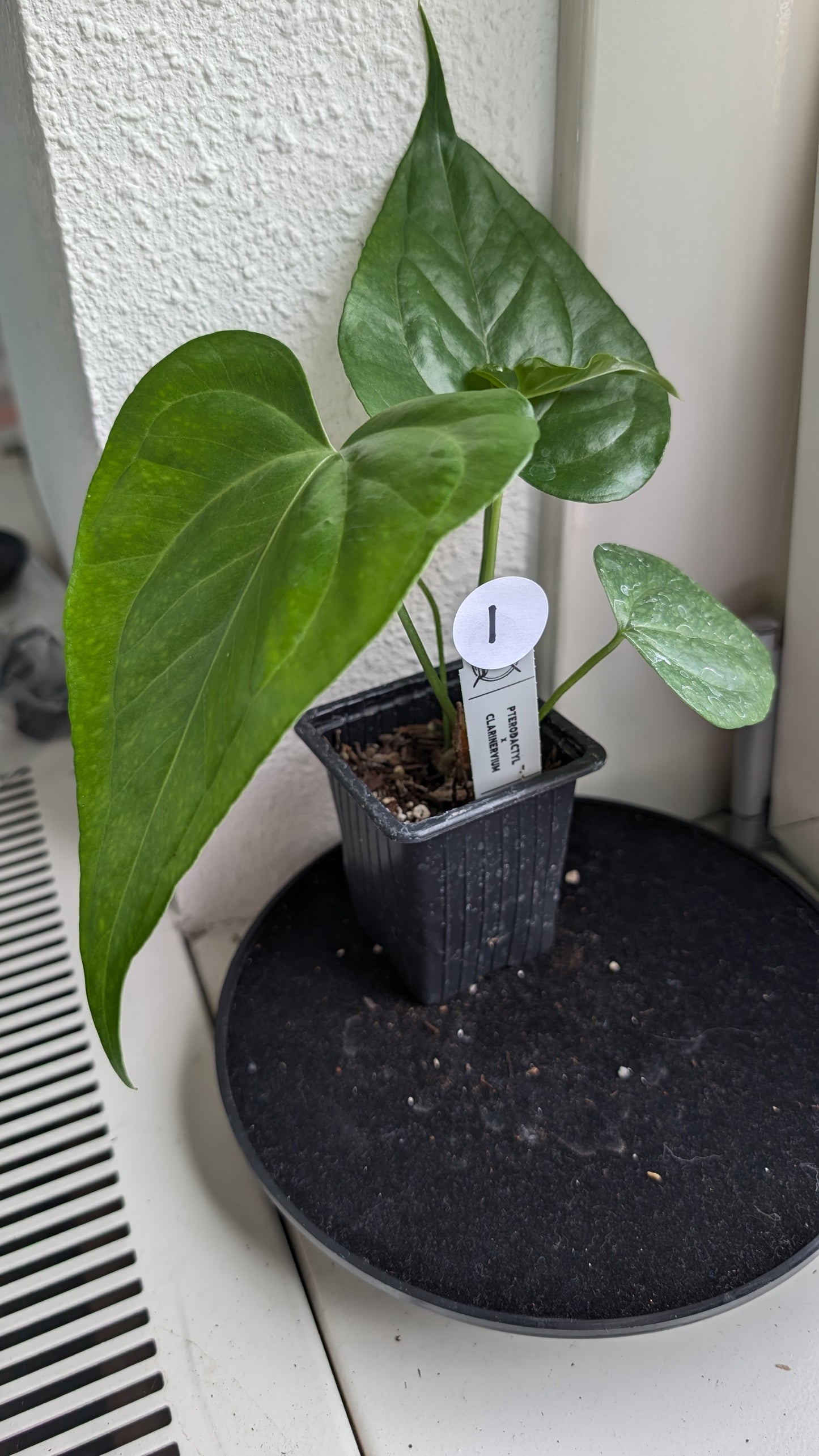 Anthurium Pterodactyl x self