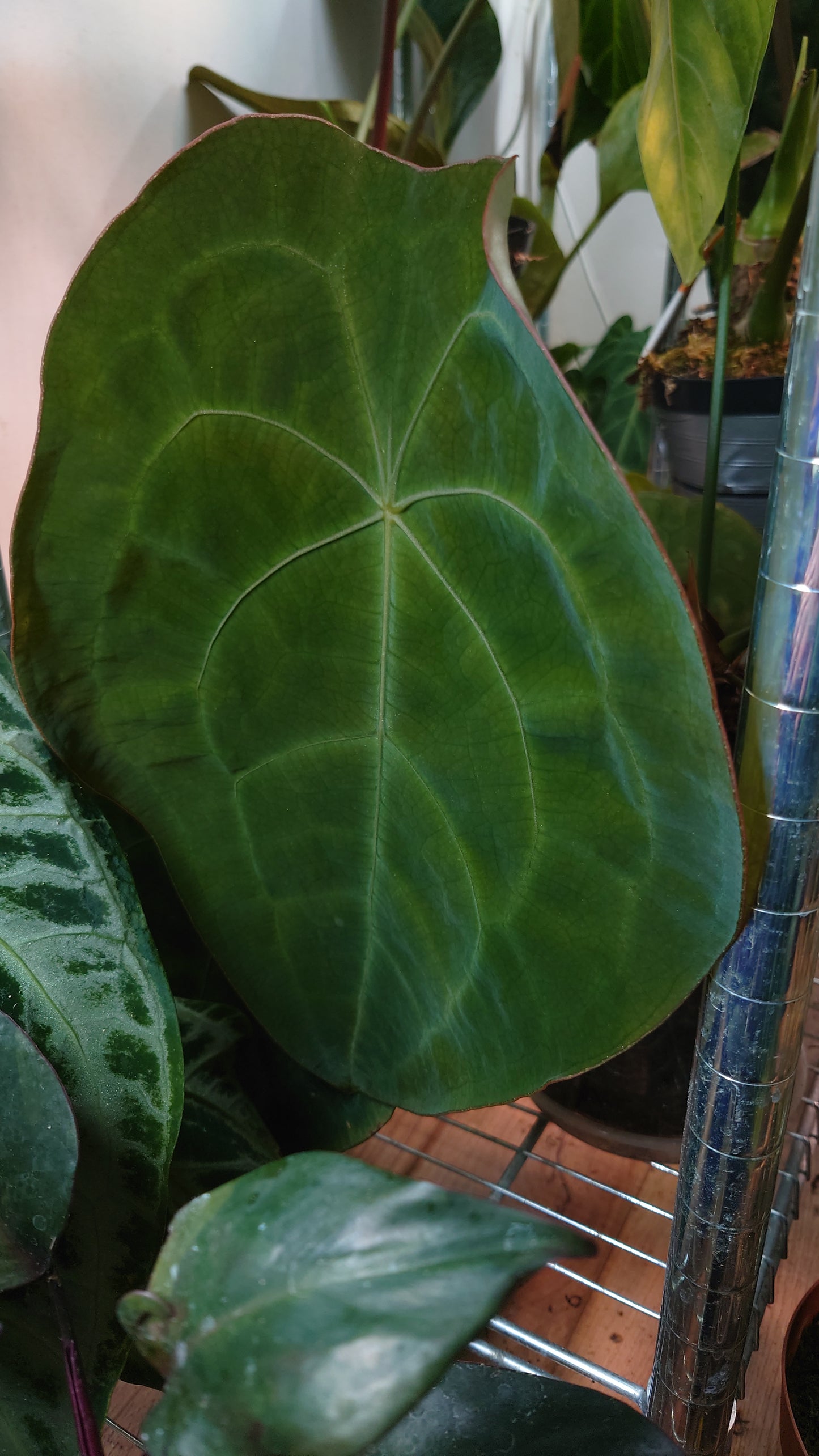 Anthurium Forgetii dark form x BVEP 'Round x Felix'