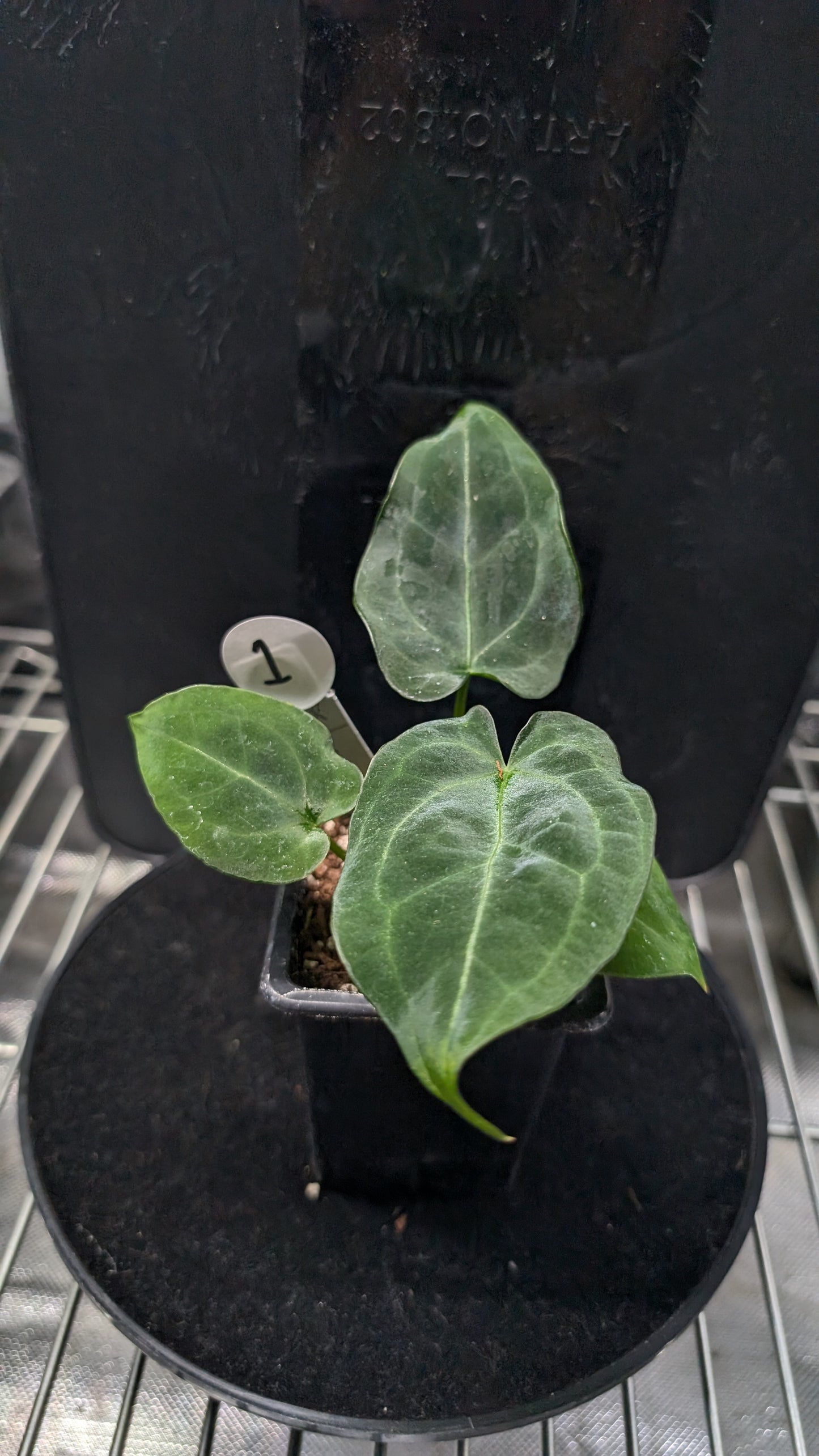 Anthurium Ace of Spagetii F2 (Ace of Spades x Forgetii) F2