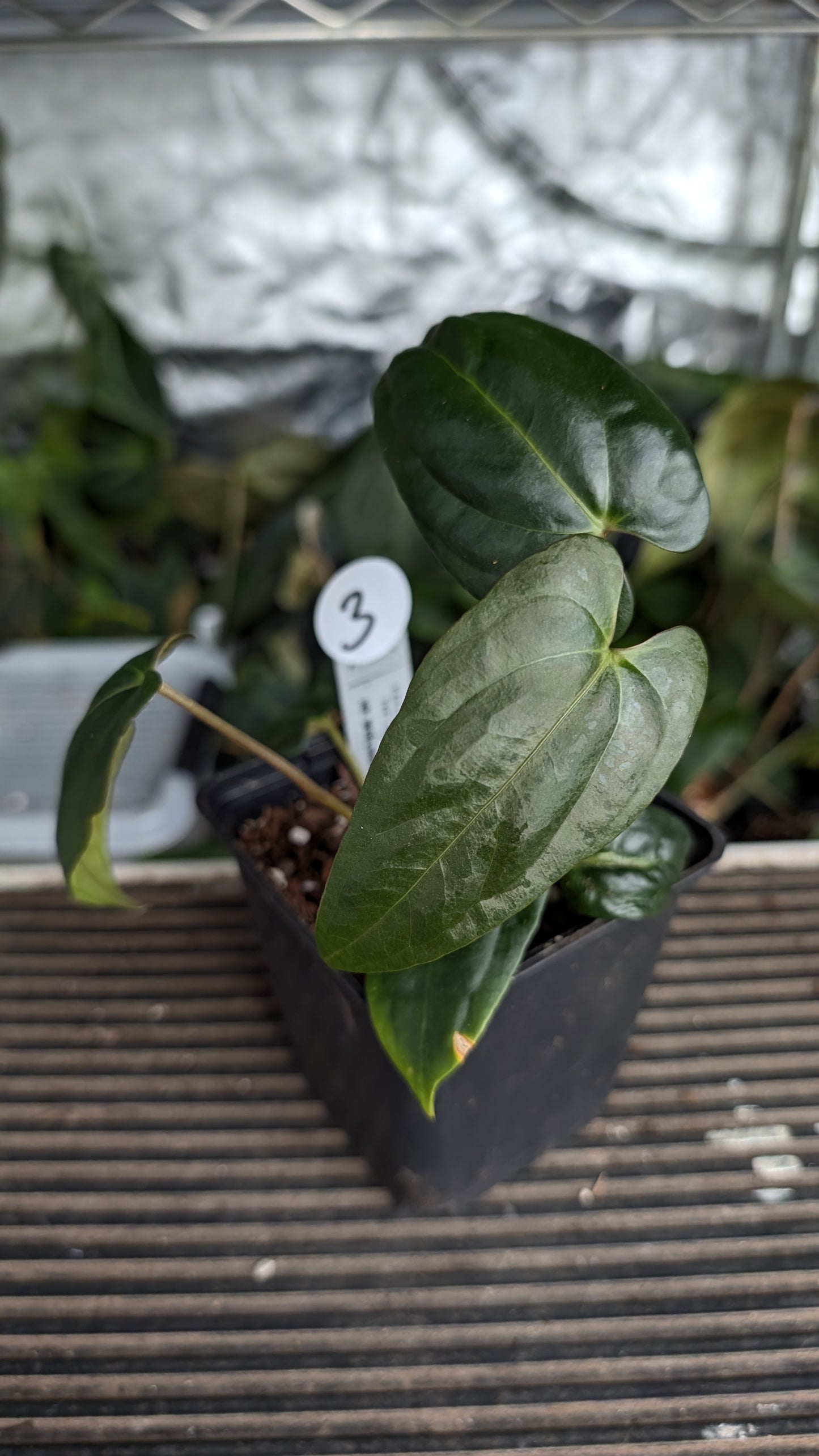 Anthurium Papillilaminum 'Fort Sherman' x Mr. Worldwide