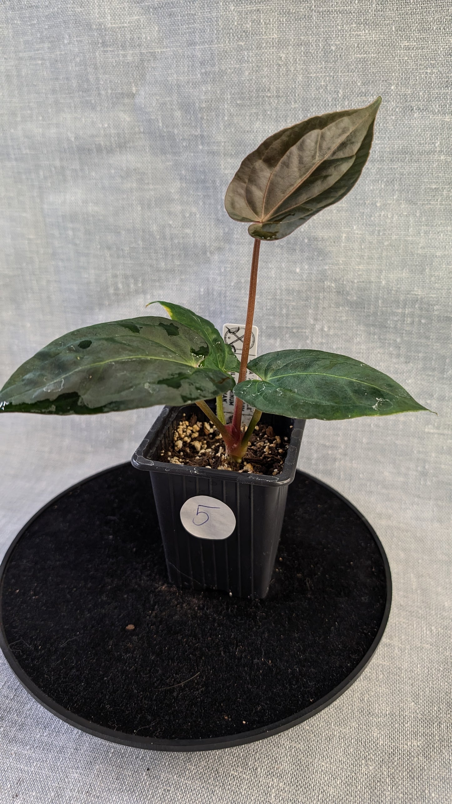 Anthurium Doc Block 'Zara'x'Michelle' Selected Dark x Papillilaminum 'Fort Sherman', Bigger Select plants