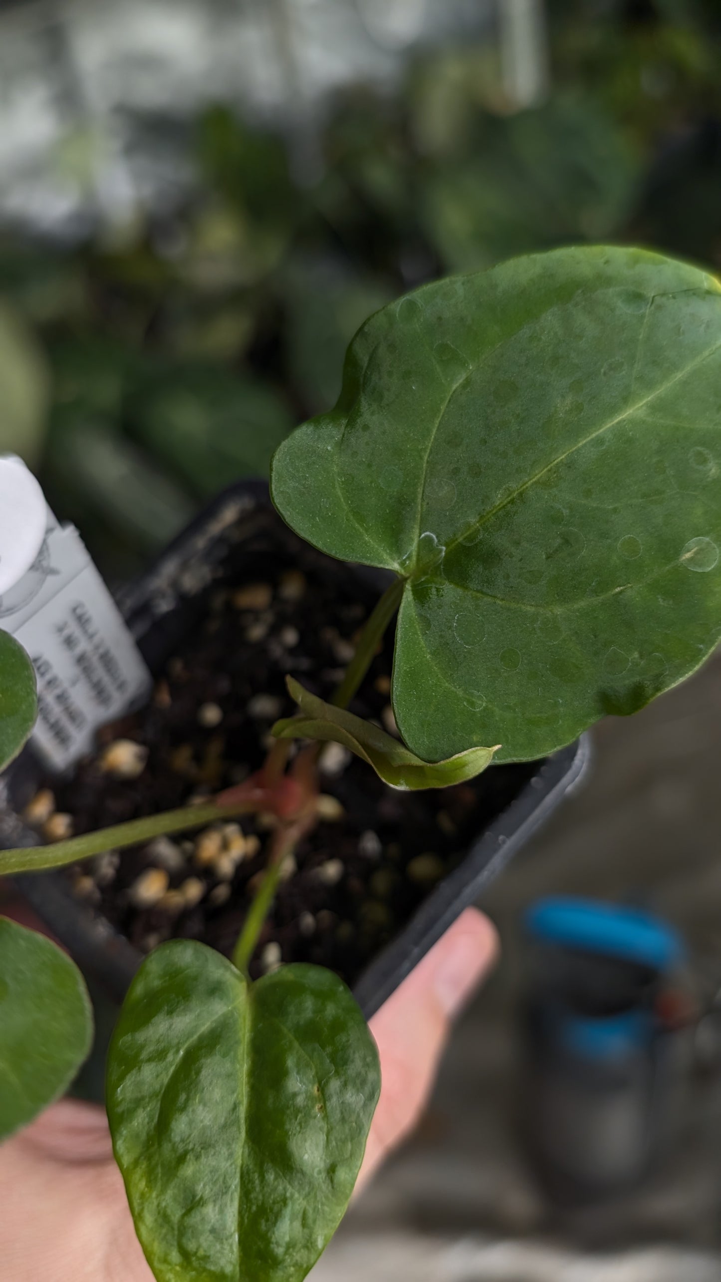 Anthurium [Carlablackiae x Dressleri Rio Guanche x Mr. Worldwide] x [Ace of Spagetii x Mr Worldwide]