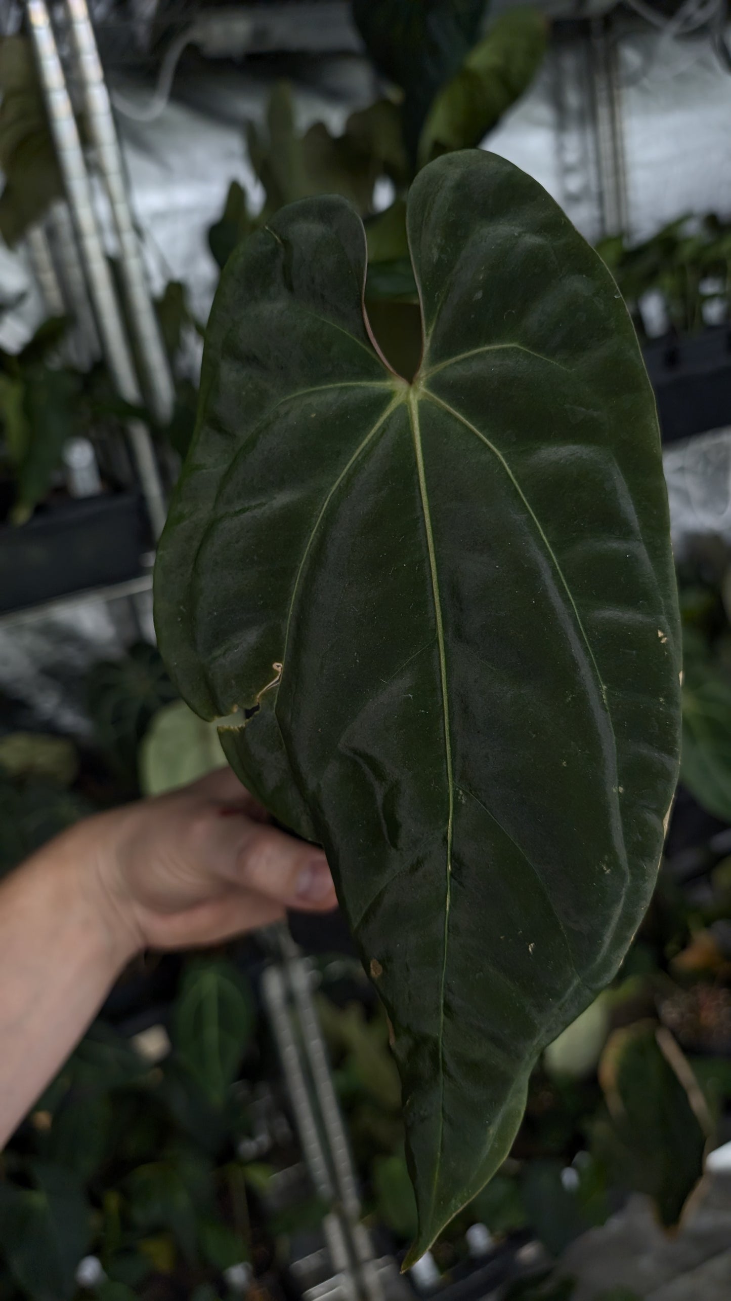 Anthurium Besseae aff 'Black Pillow' x Papillilaminum 'Fort Sherman'