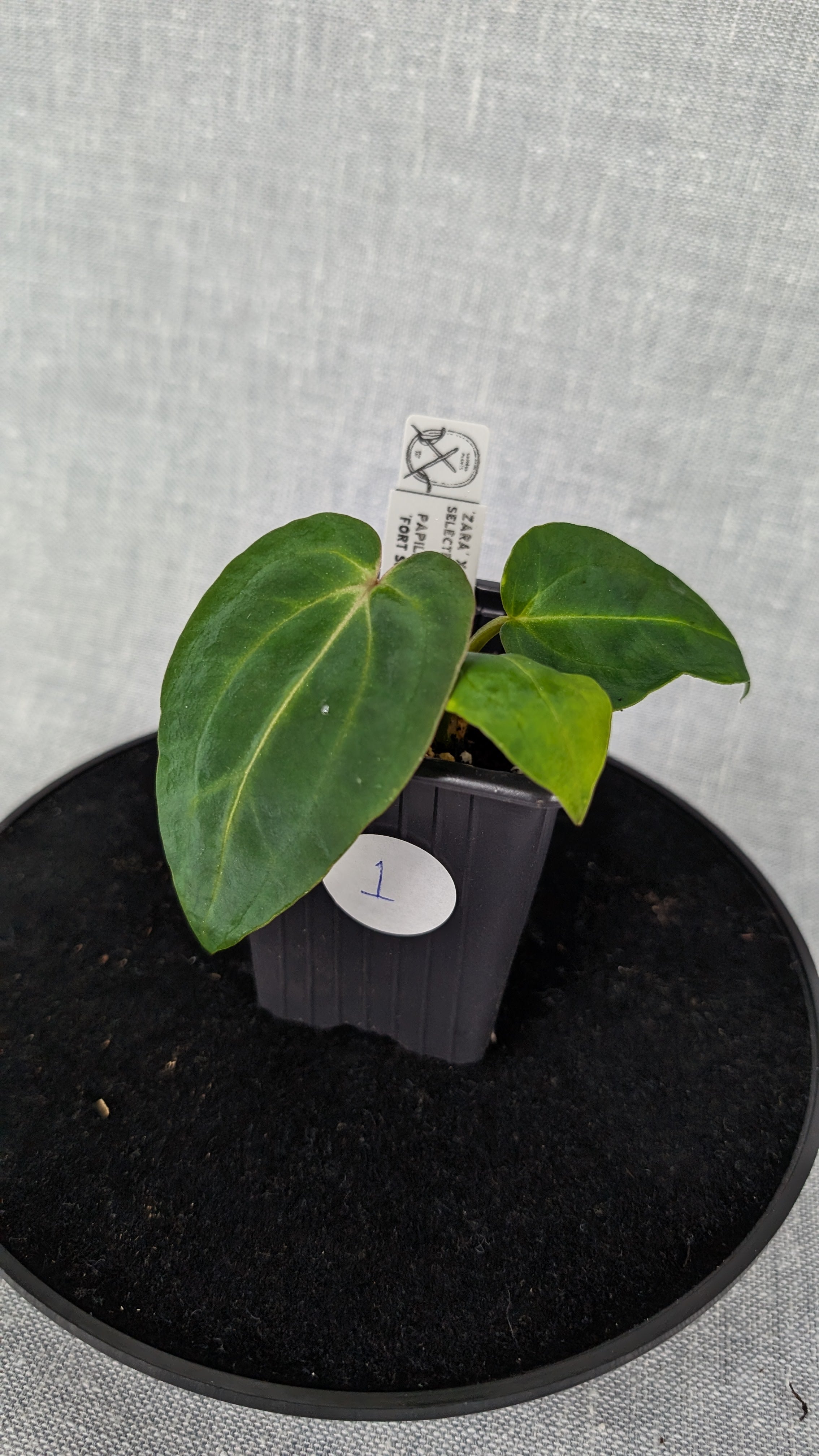 04」 Anthurium 'Michelle' by DocBlock *Growers