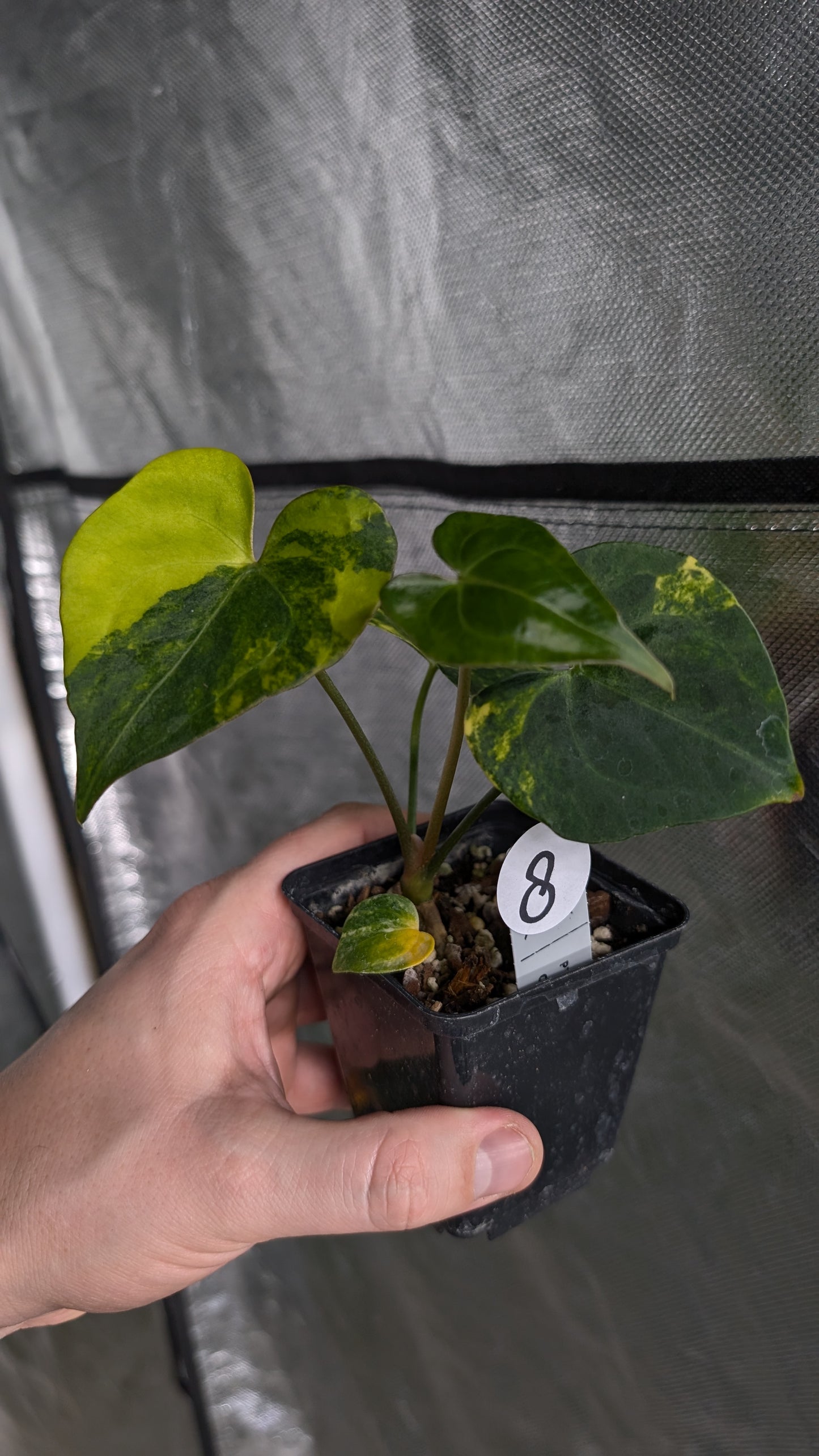 *Variegated* Anthurium Pterodactyl variegata x Clarinervium (or x self)