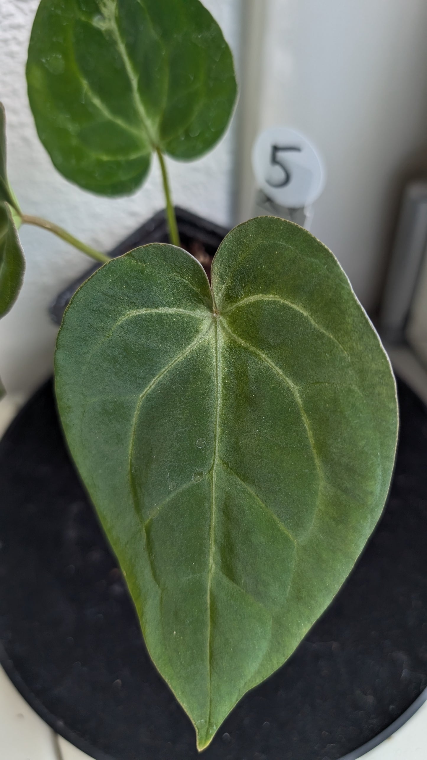 Anthurium (Carlablackiae x Dressleri Rio Guanche) X 'Ace of Spagetii'