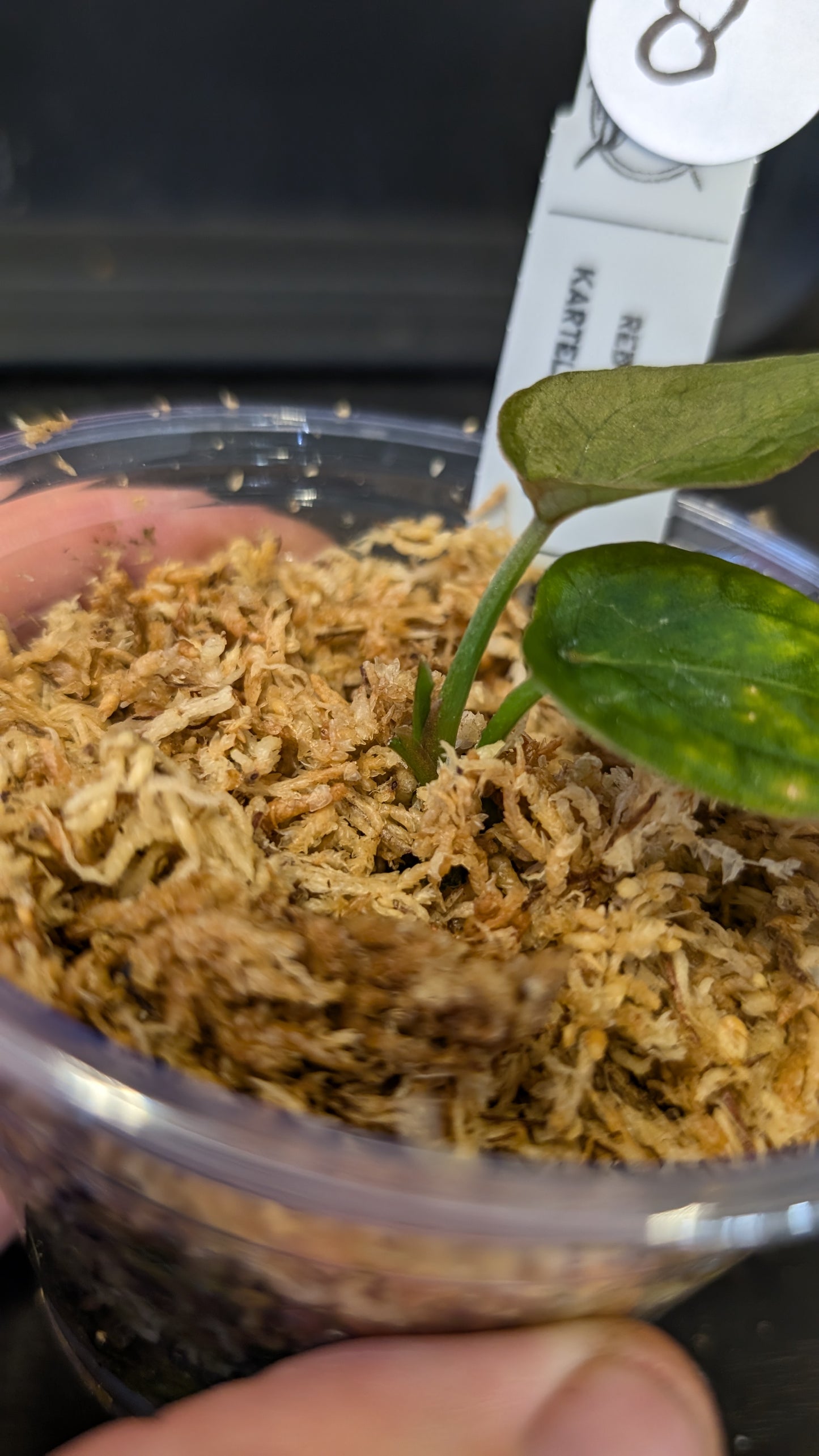 Anthurium Red Spider CLONE