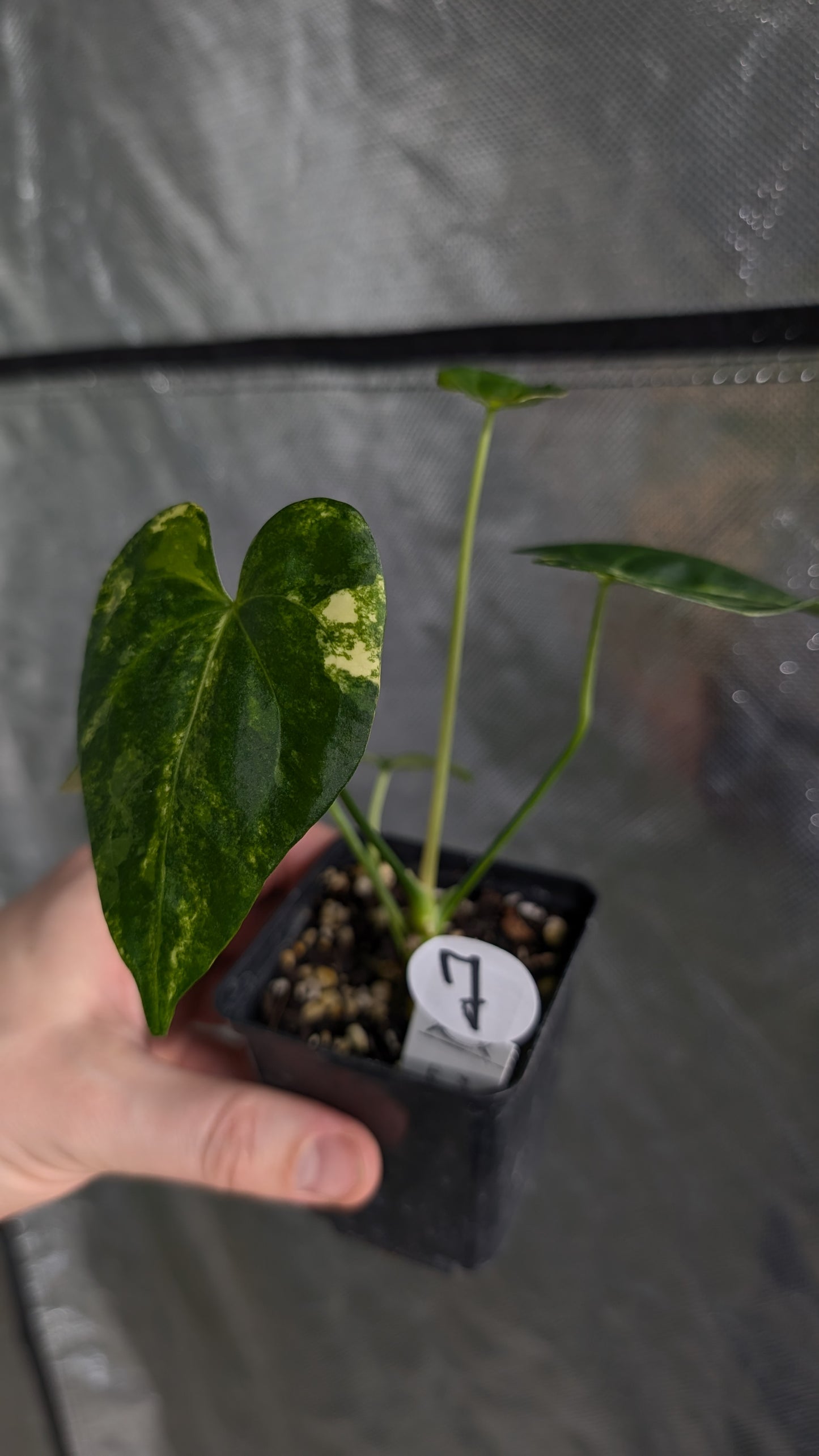 *Variegated* Anthurium Pterodactyl variegata x Clarinervium (or x self)