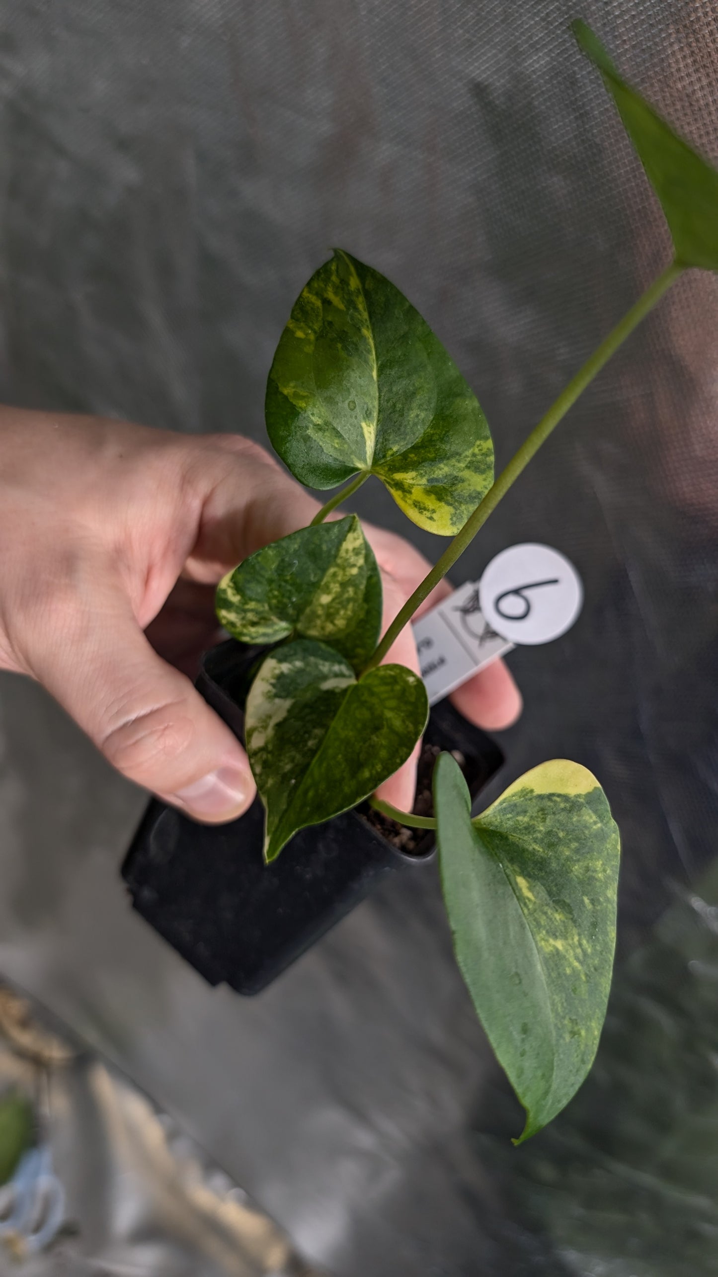*Variegated* Anthurium Pterodactyl variegata x Clarinervium (or x self)