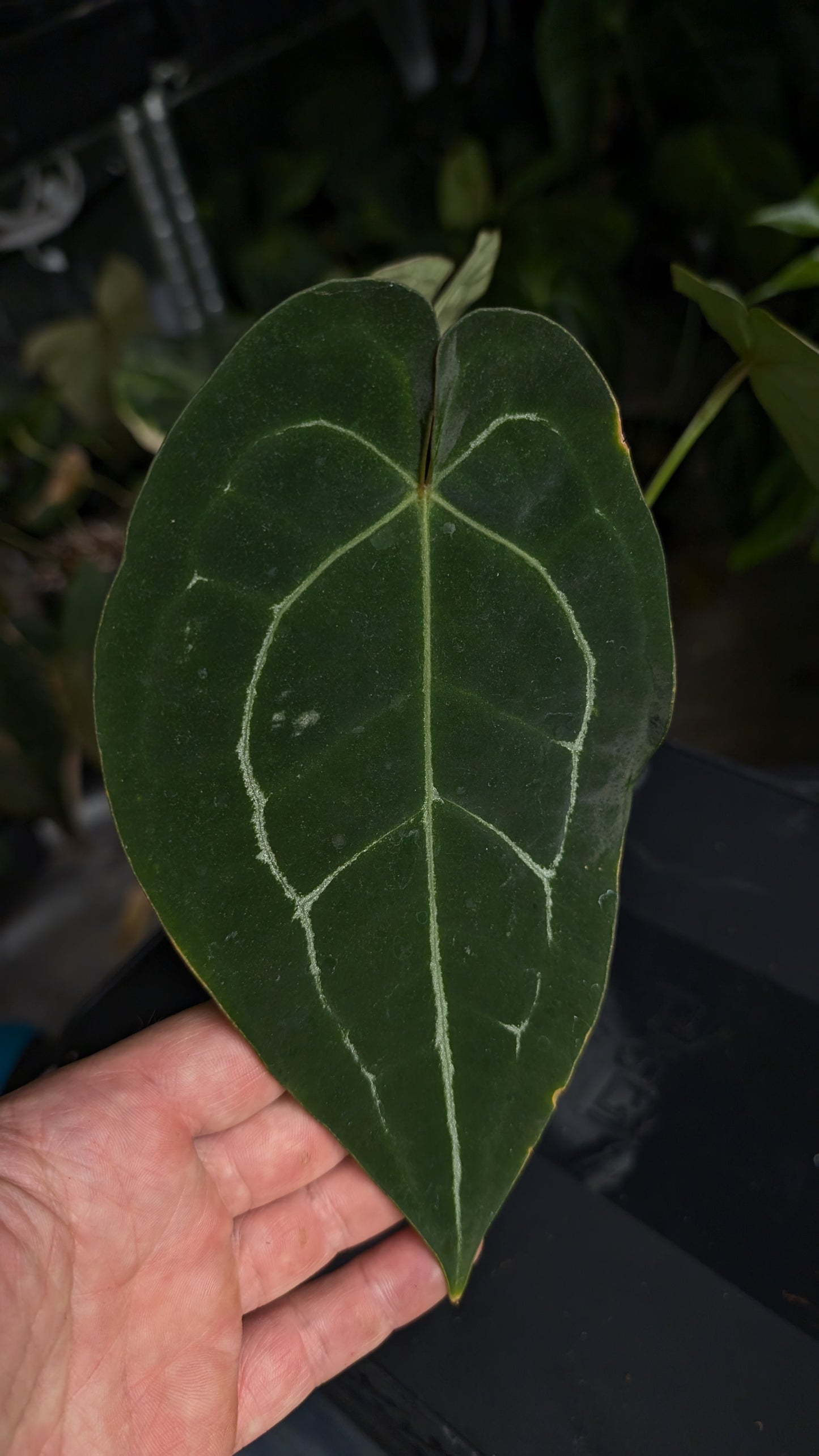 Anthurium Doc Block Zara x Michelle 'selected dark form' x Forgetii Dark