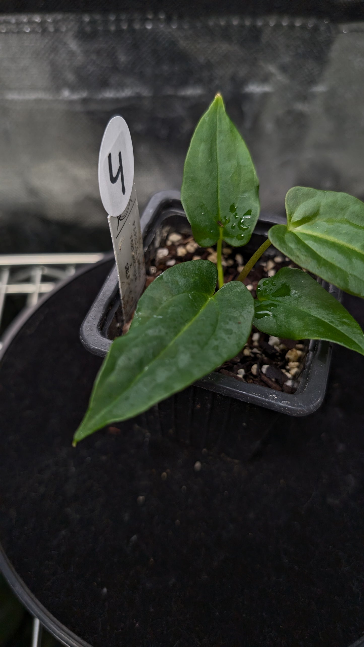 Anthurium Papillilaminum 'Fort Sherman'