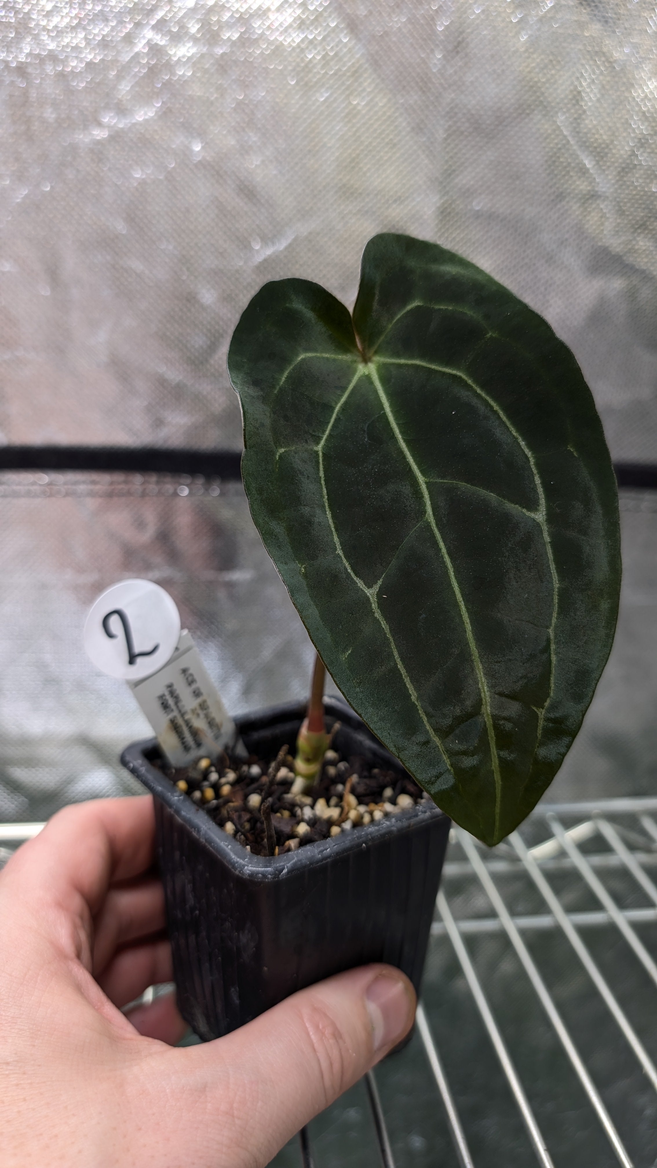 Anthurium Ace of Spagetii x Papillilaminum 'Fort Sherman