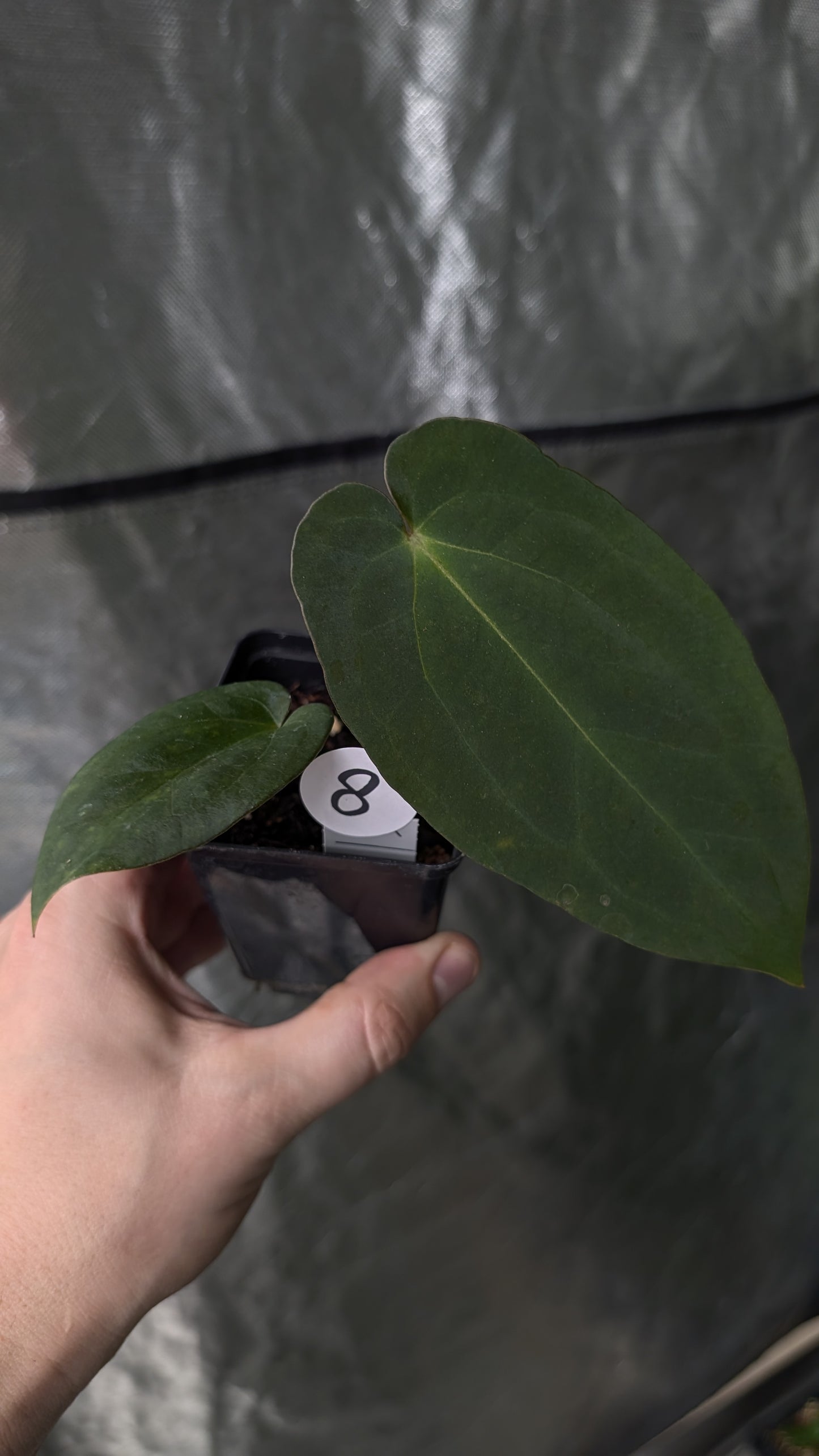 Anthurium Ace of Spagetii x BVEP 'Round x Felix'