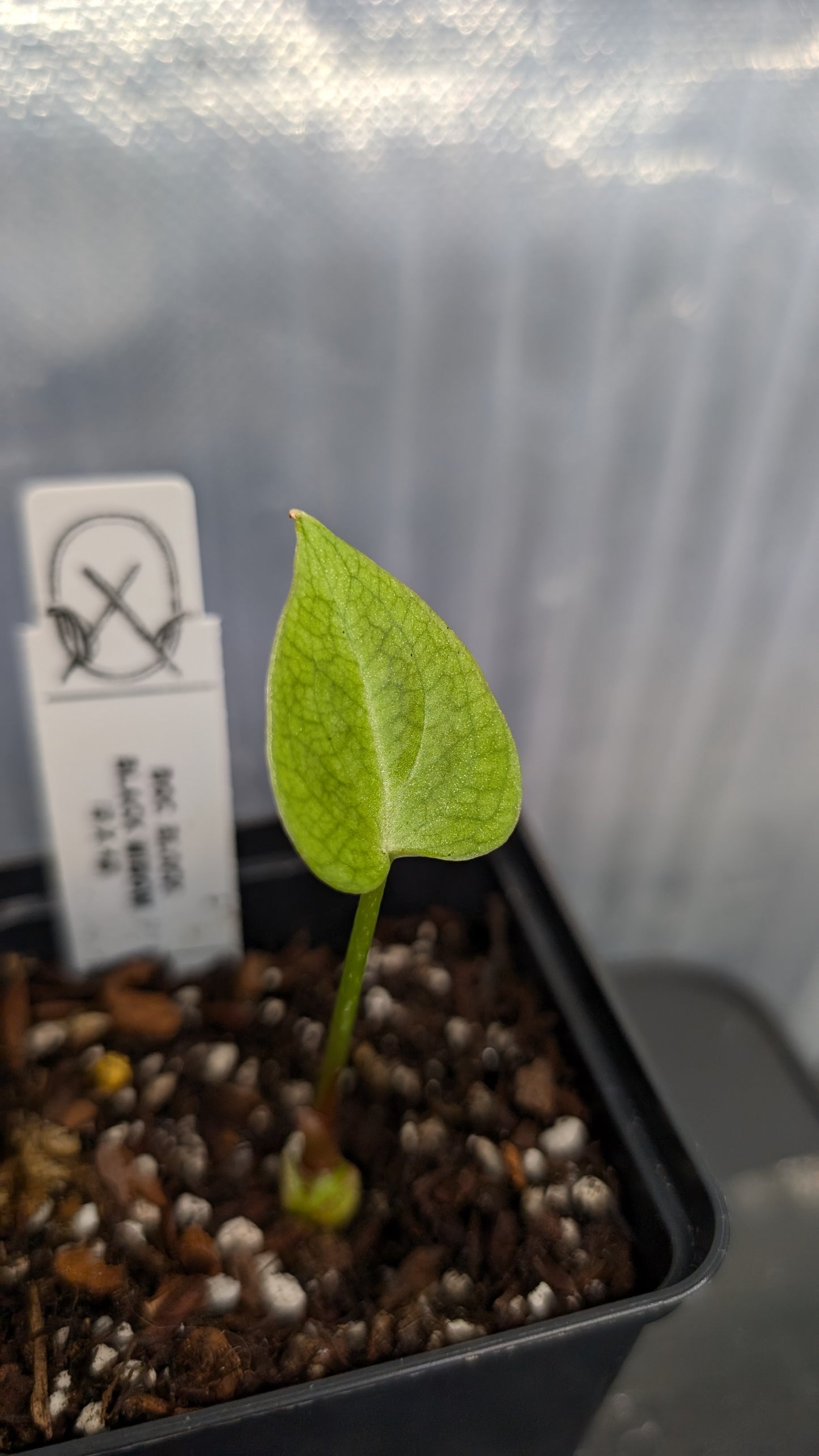 Anthurium Black Widow 13 x 43 clone