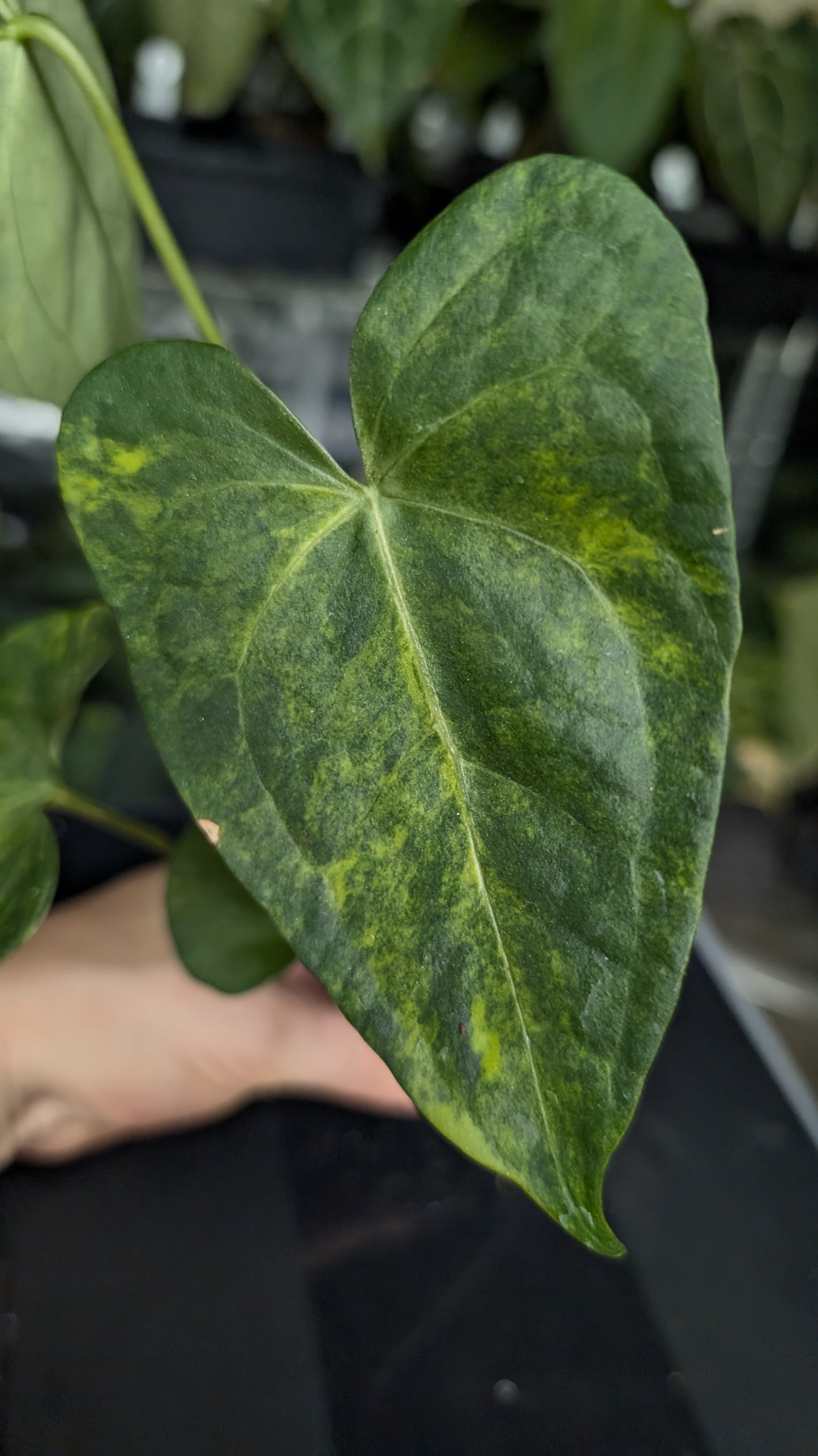 Variegated Anthurium Pterodactyl variegata x Clarinervium