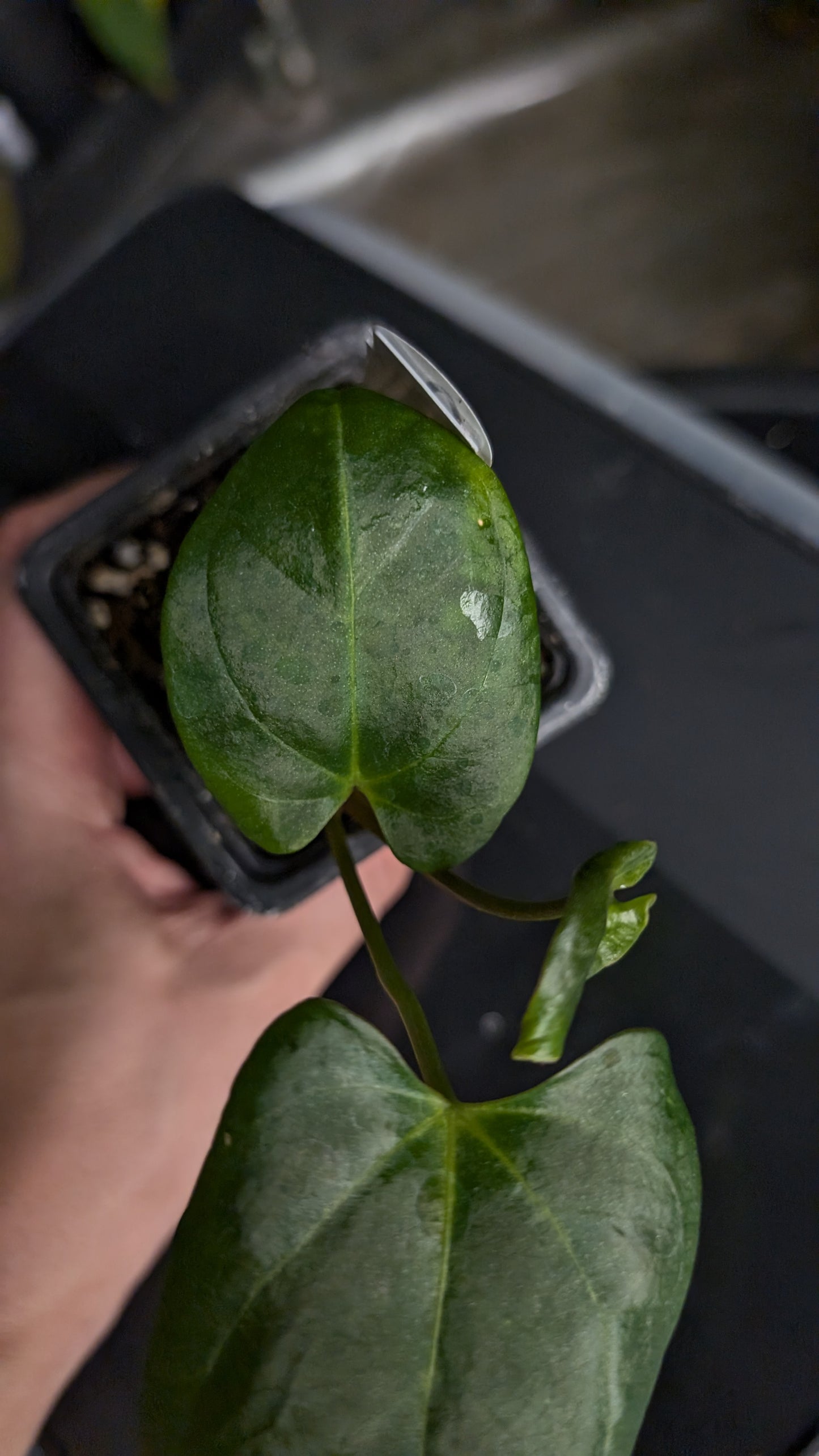 Anthurium 'Mr Worldwide' x self
