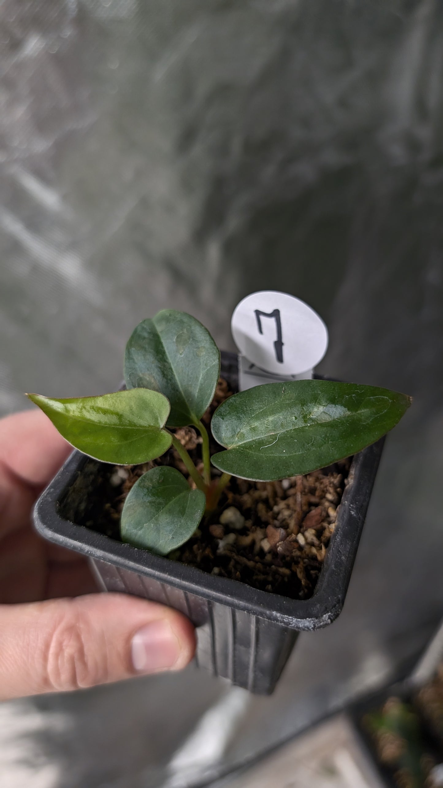 Anthurium Silver Blush Mint x Sp. Napo x Luxurians