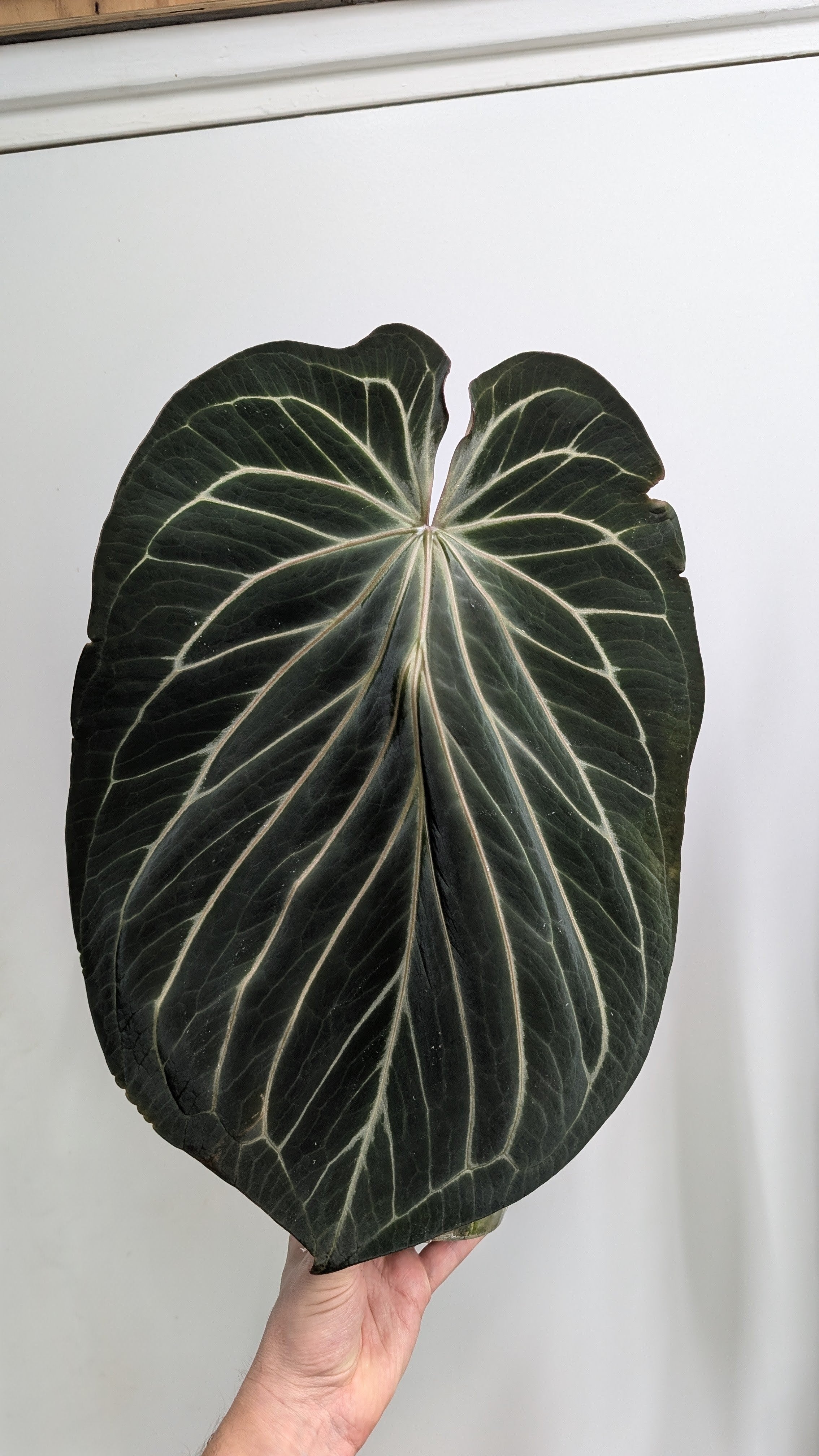 Anthurium King of Spades x BVEP (RxF) or (Sp. Napo x Luxurians