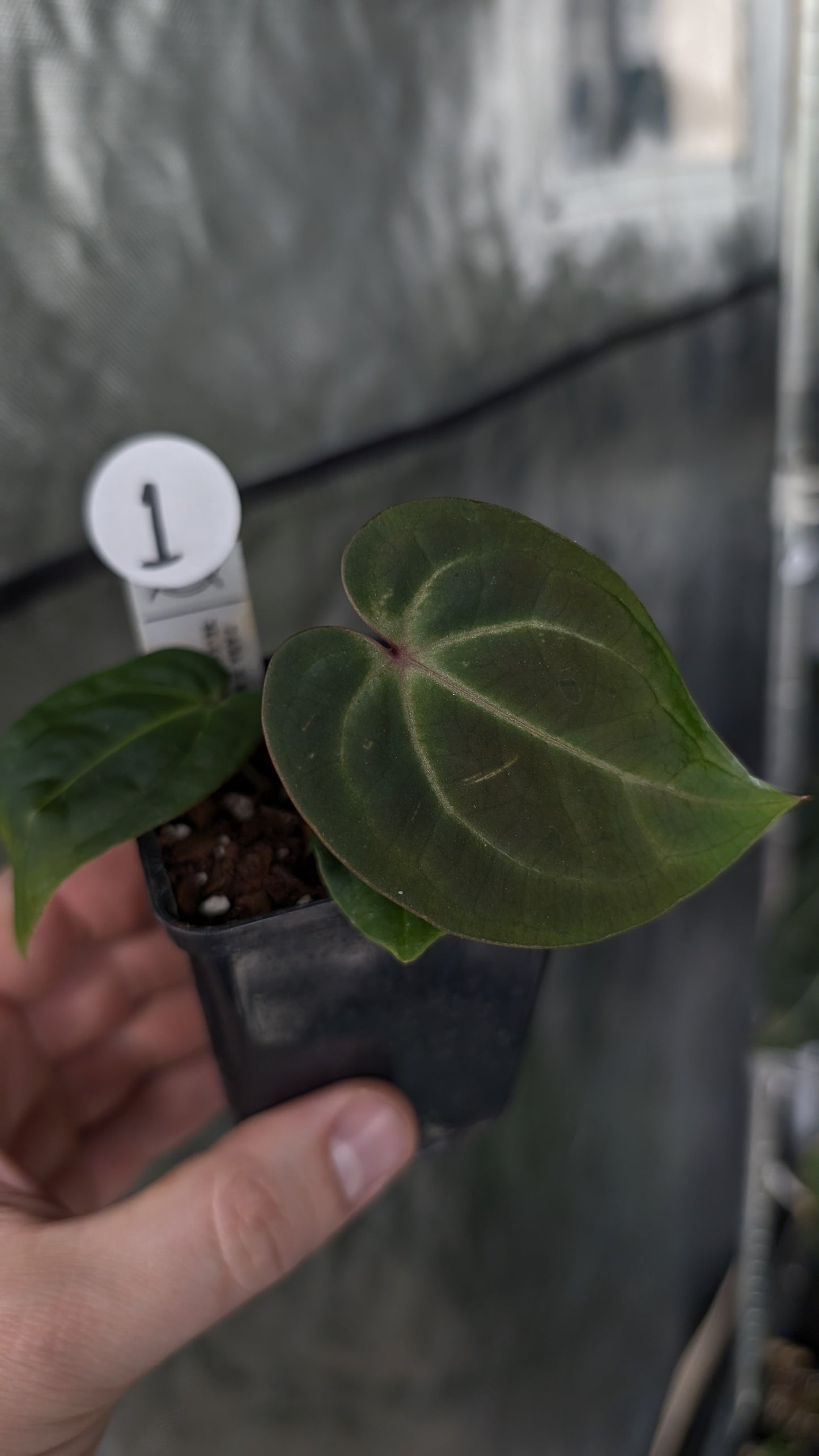 Anthurium Doc Block Zara x Michelle 'Selected Dark Form' x Besseae aff. 'Black Pillow'