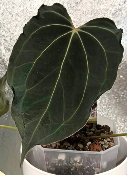 Anthurium Black Widow 43 x Red Velvet Cake 24 'Gomez' Clone