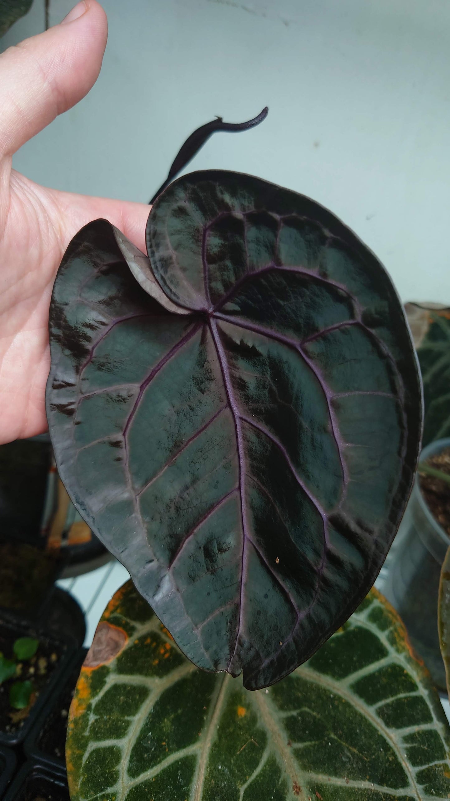 Anthurium Doc Block 'Zara' x 'Michelle' Selected Dark Form x Besseae aff. 'Black Pillow'