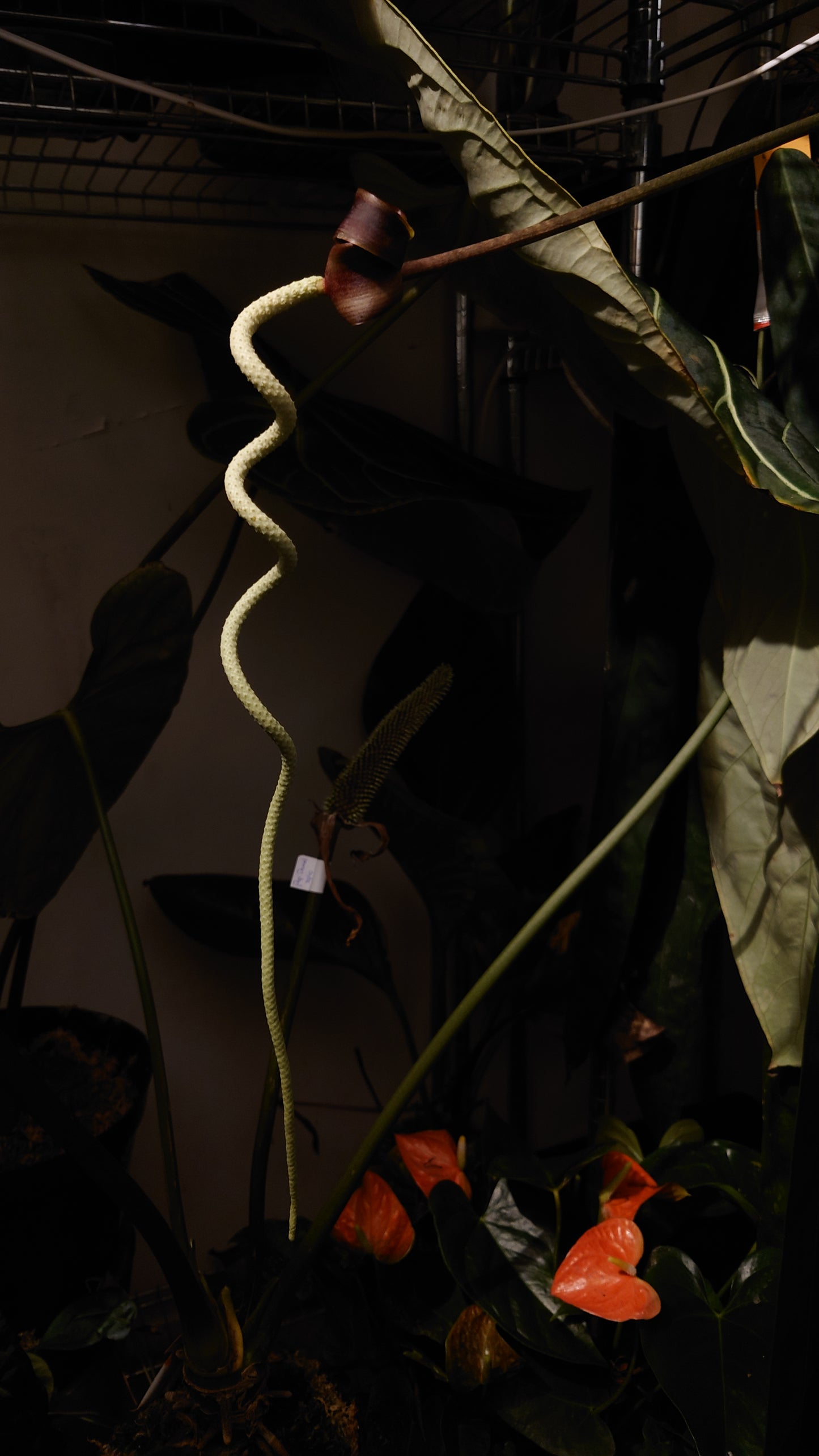 Anthurium Scherzerianum x Wendlingeri