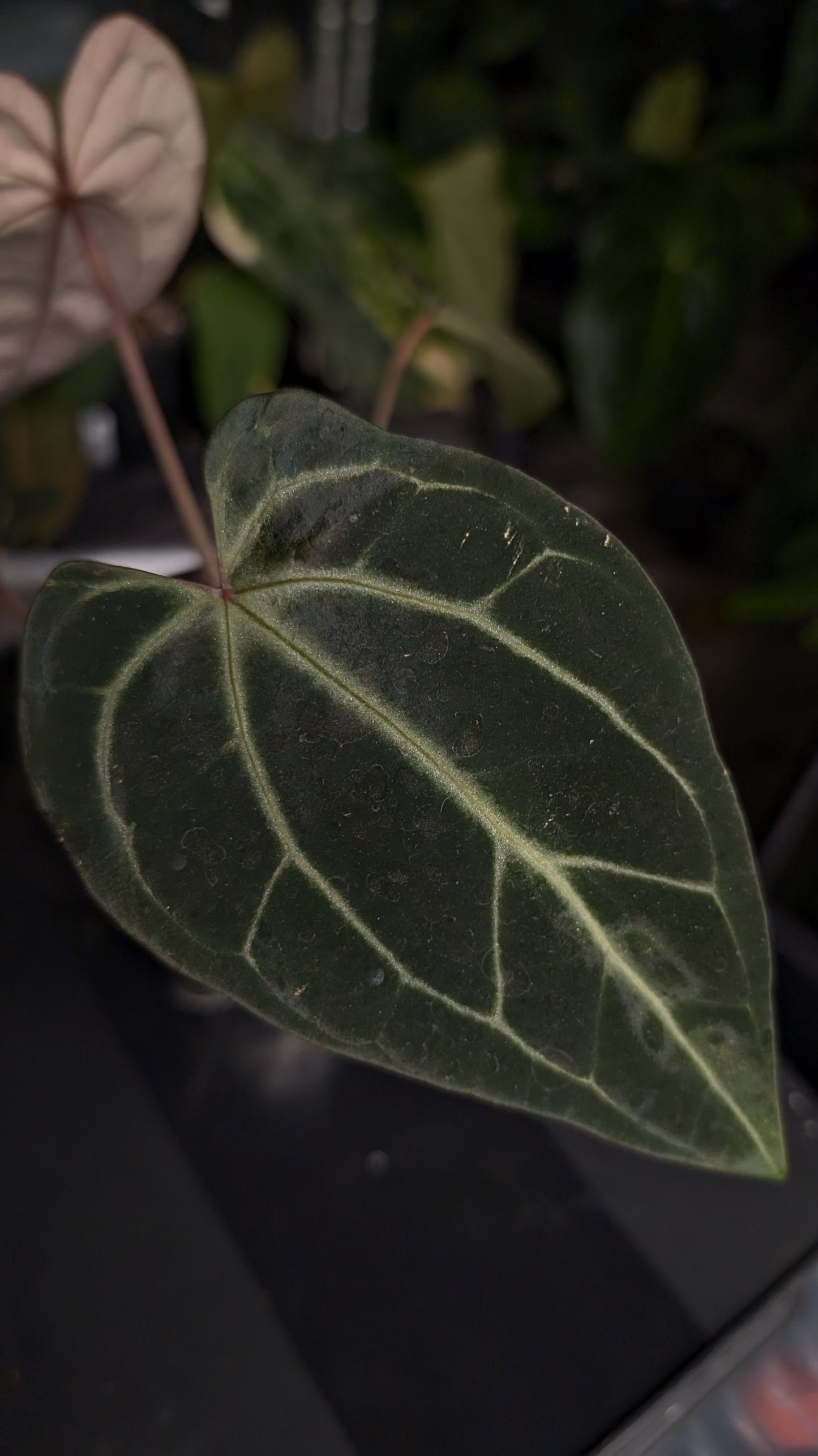 Anthurium Doc Block Zara x Michelle 'Selected Dark Form' x Besseae aff. 'Black Pillow'