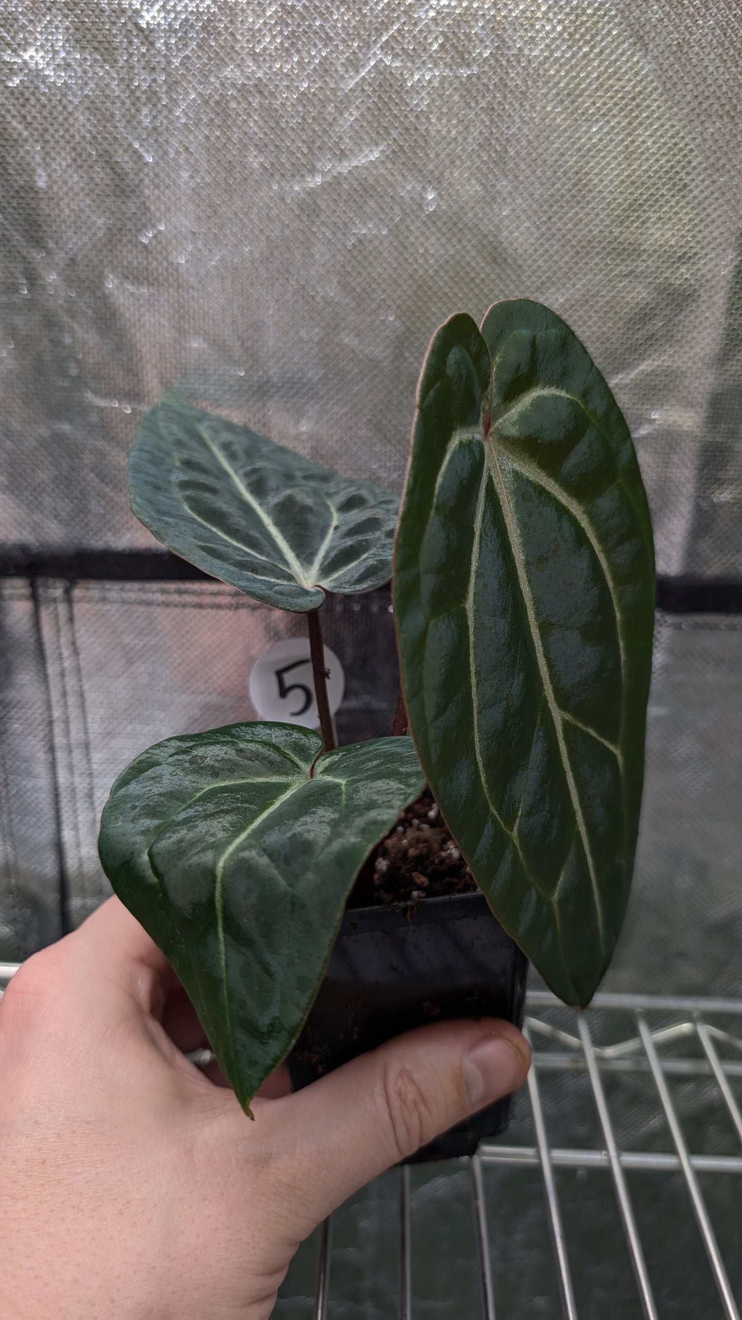 Anthurium Doc Block Zara x Michelle 'Selected Dark Form' x Besseae aff. 'Black Pillow'