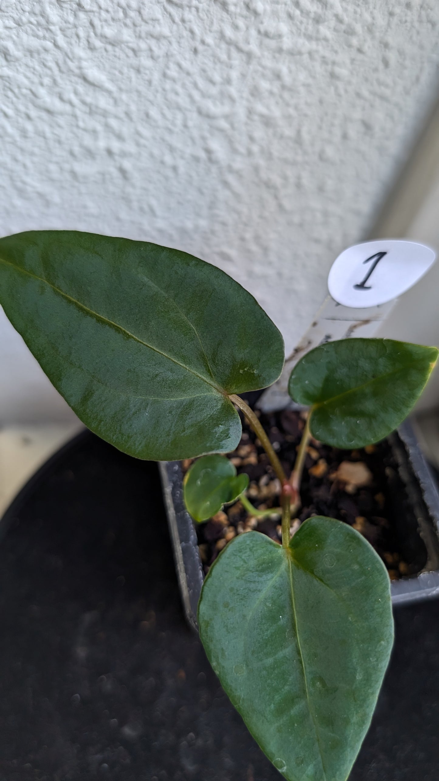 Anthurium (Carlablackiae x Dressleri Rio Guanche) X 'Ace of Spagetii'