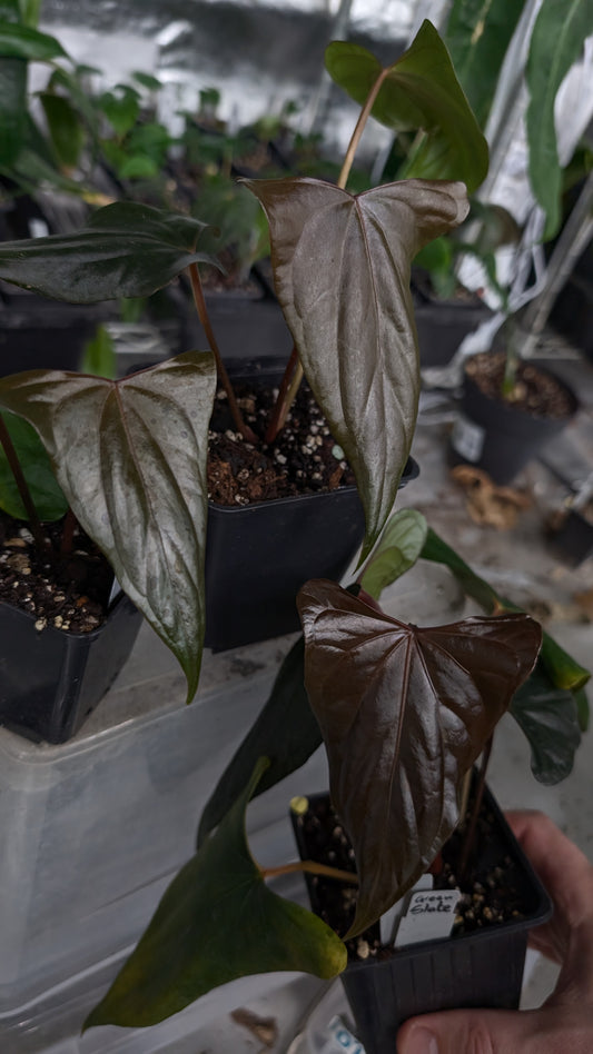 Anthurium 'Green Slate'