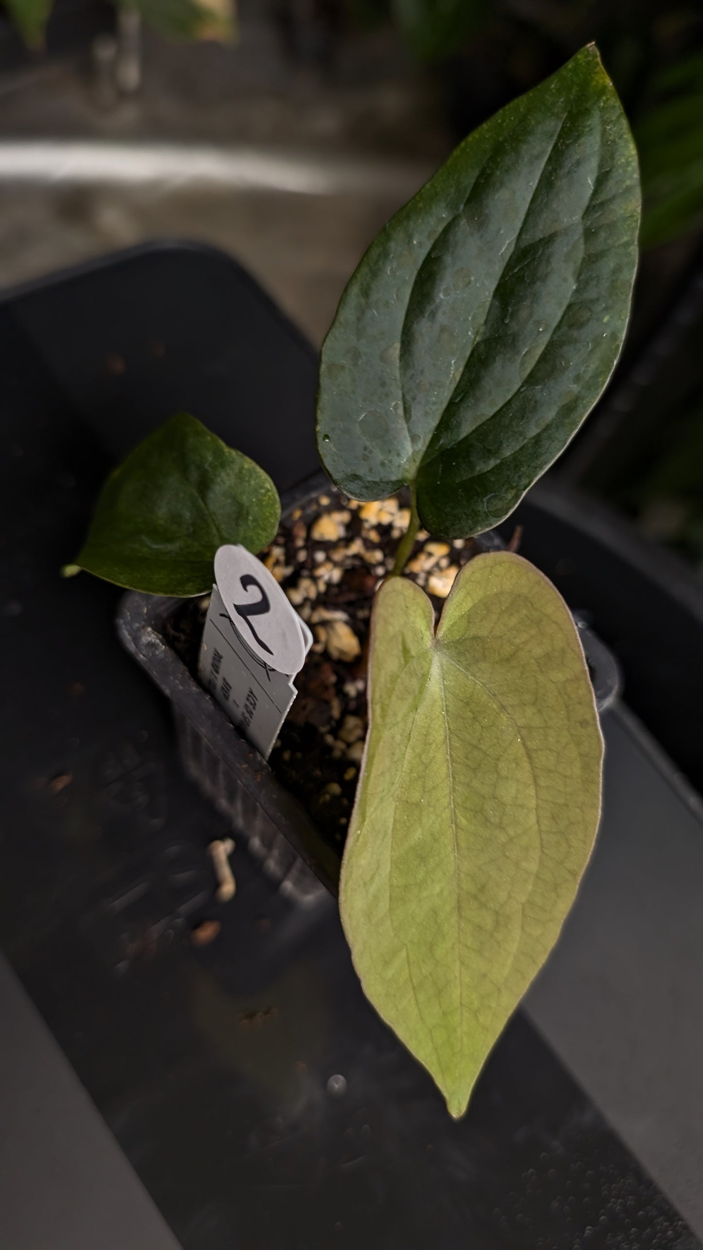 Anthurium Ace of Spagetii x BVEP 'Round x Felix'
