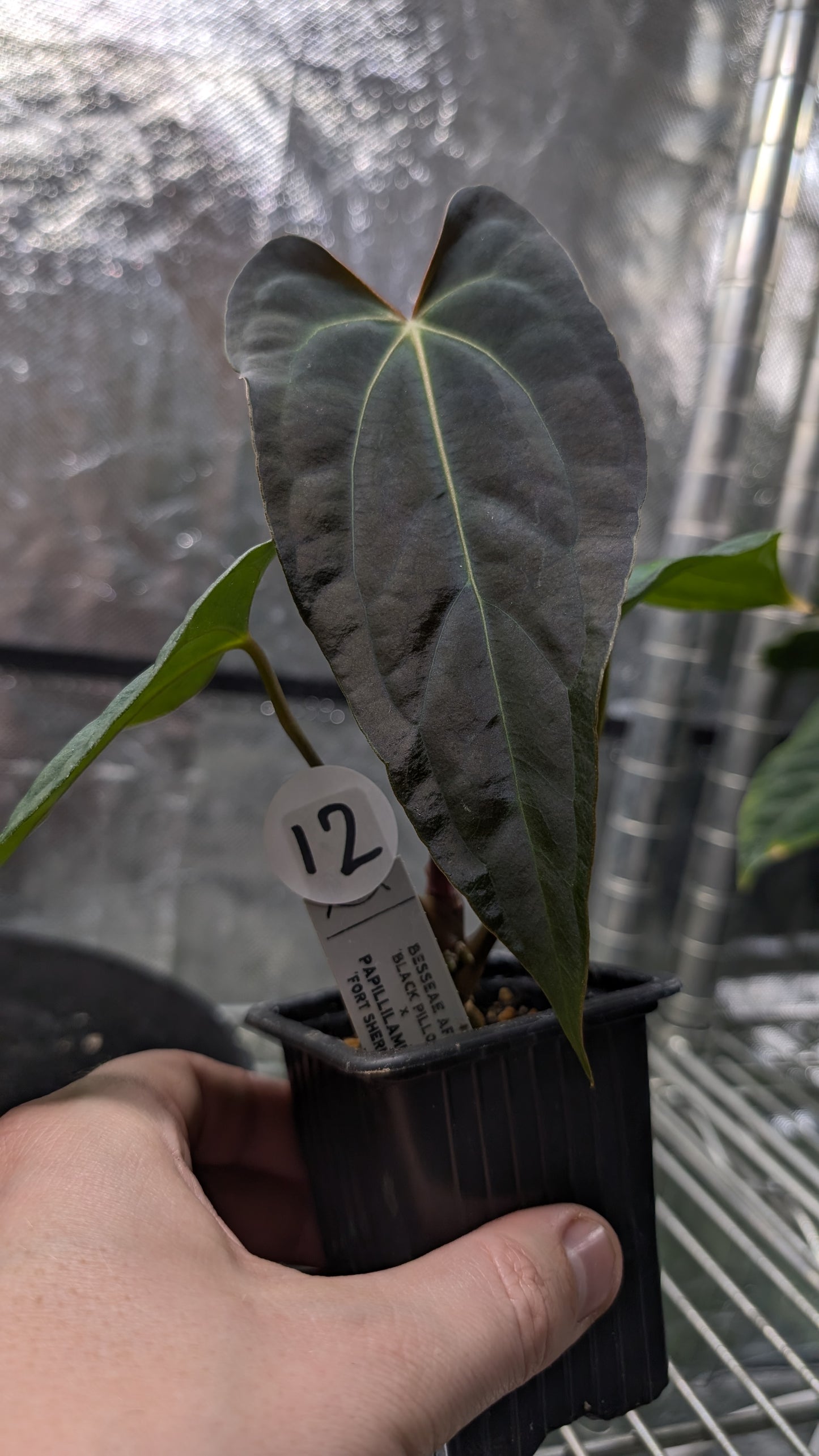 Anthurium Besseae aff 'Black Pillow' x Papillilaminum 'Fort Sherman' seedlings