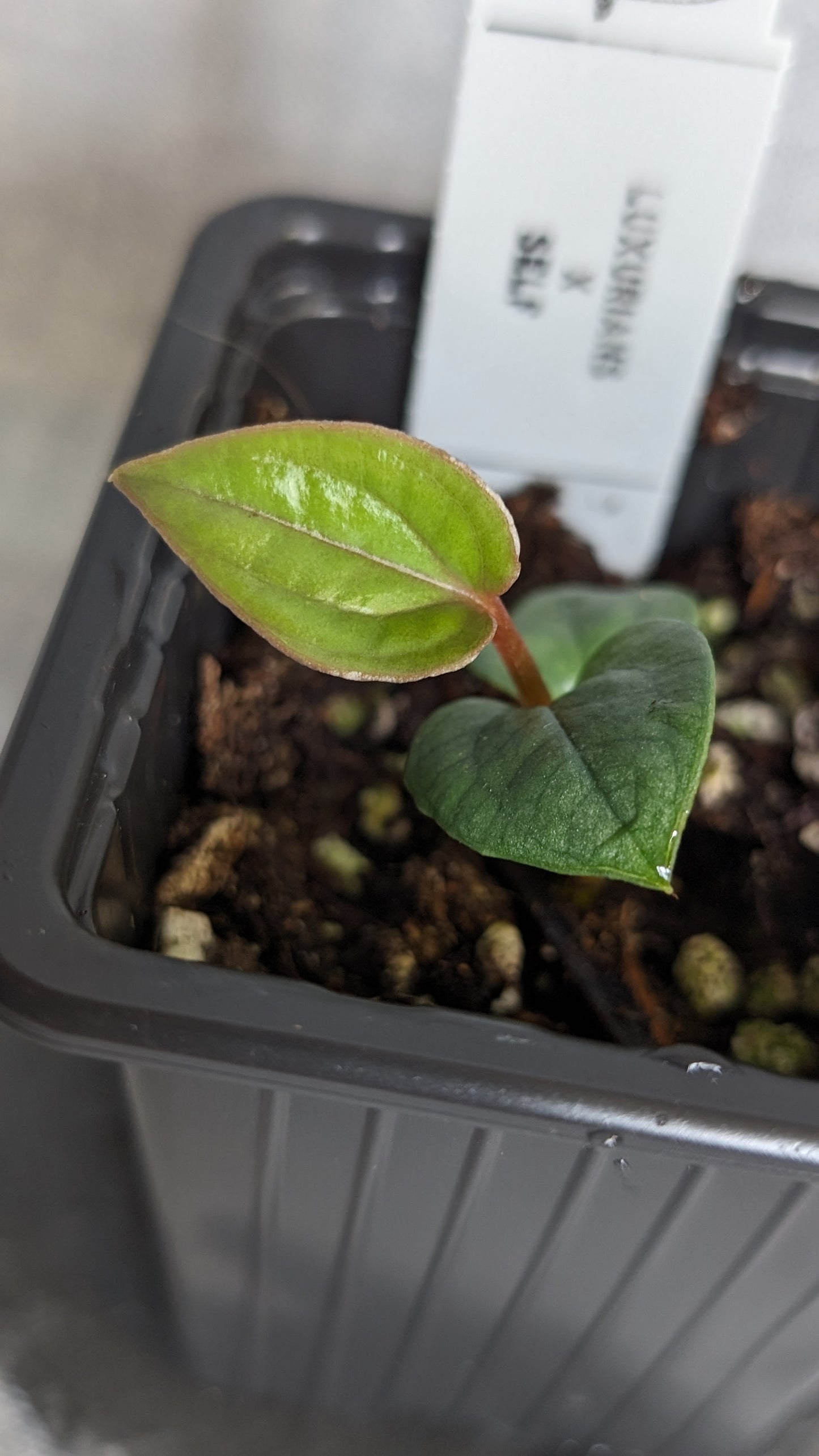 Anthurium Luxurians