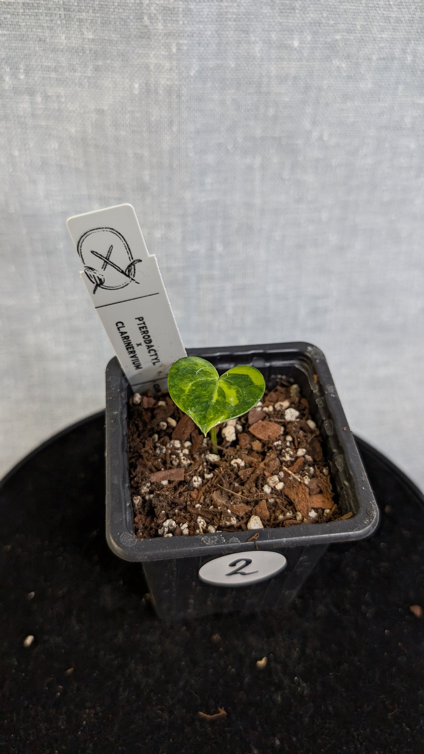 *Variegated* Anthurium Pterodactyl variegata x Clarinervium (or x self)