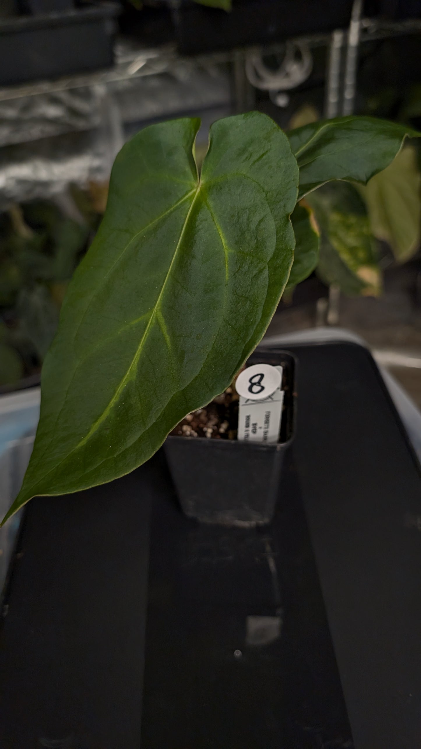Anthurium Forgetii dark form x BVEP 'Round x Felix'