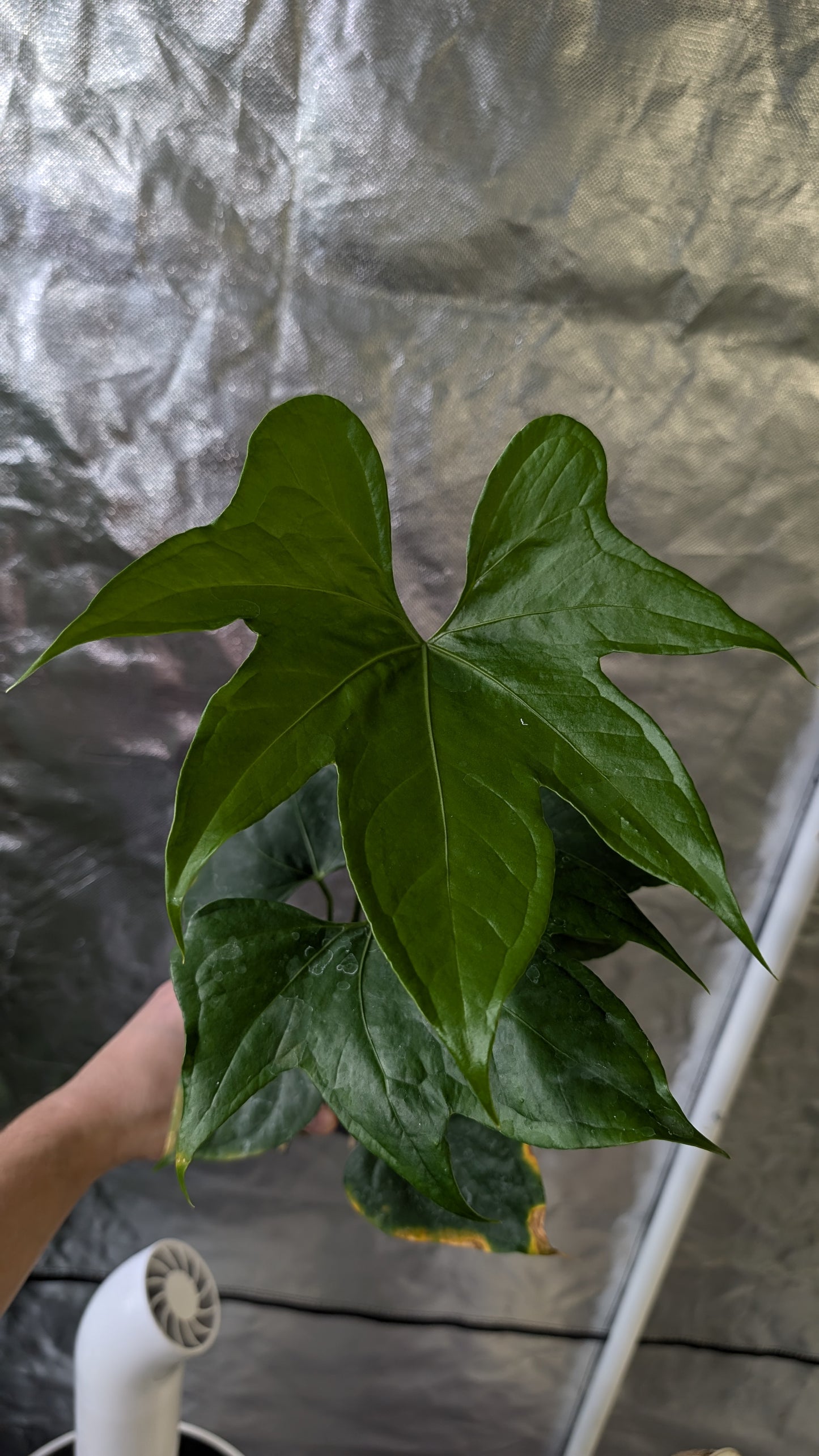 Anthurium Pterodactyl x self