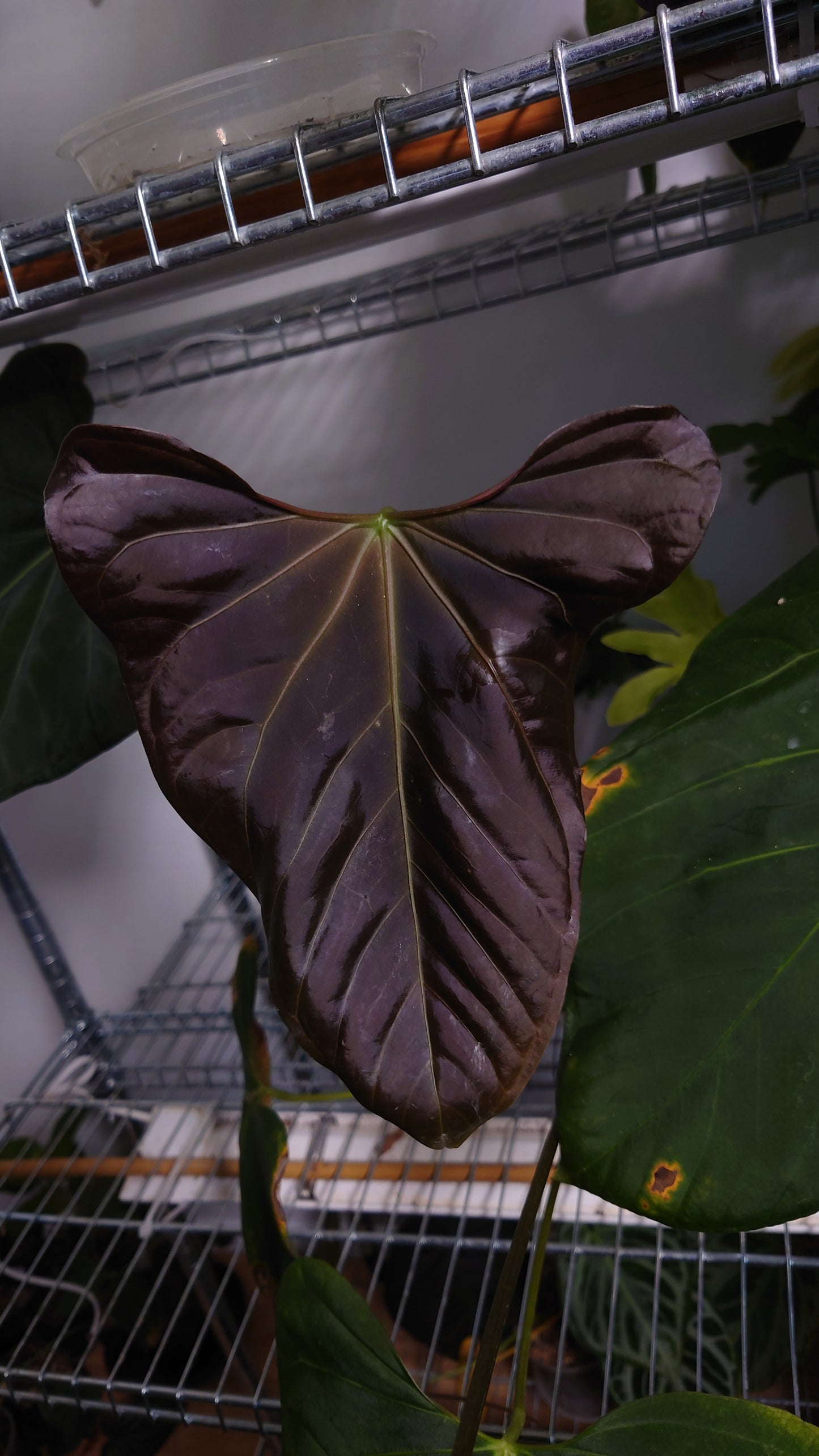 Anthurium Doc Block 'Zara' x 'Michelle' Selected Dark Form x Mr. Worldwide