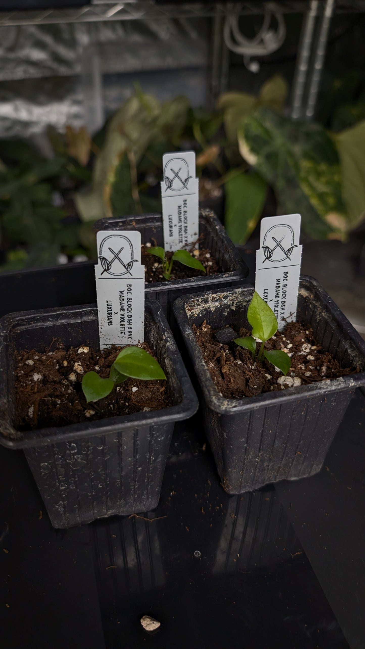 Anthurium 'Madame Violette' x Luxurians seedlings